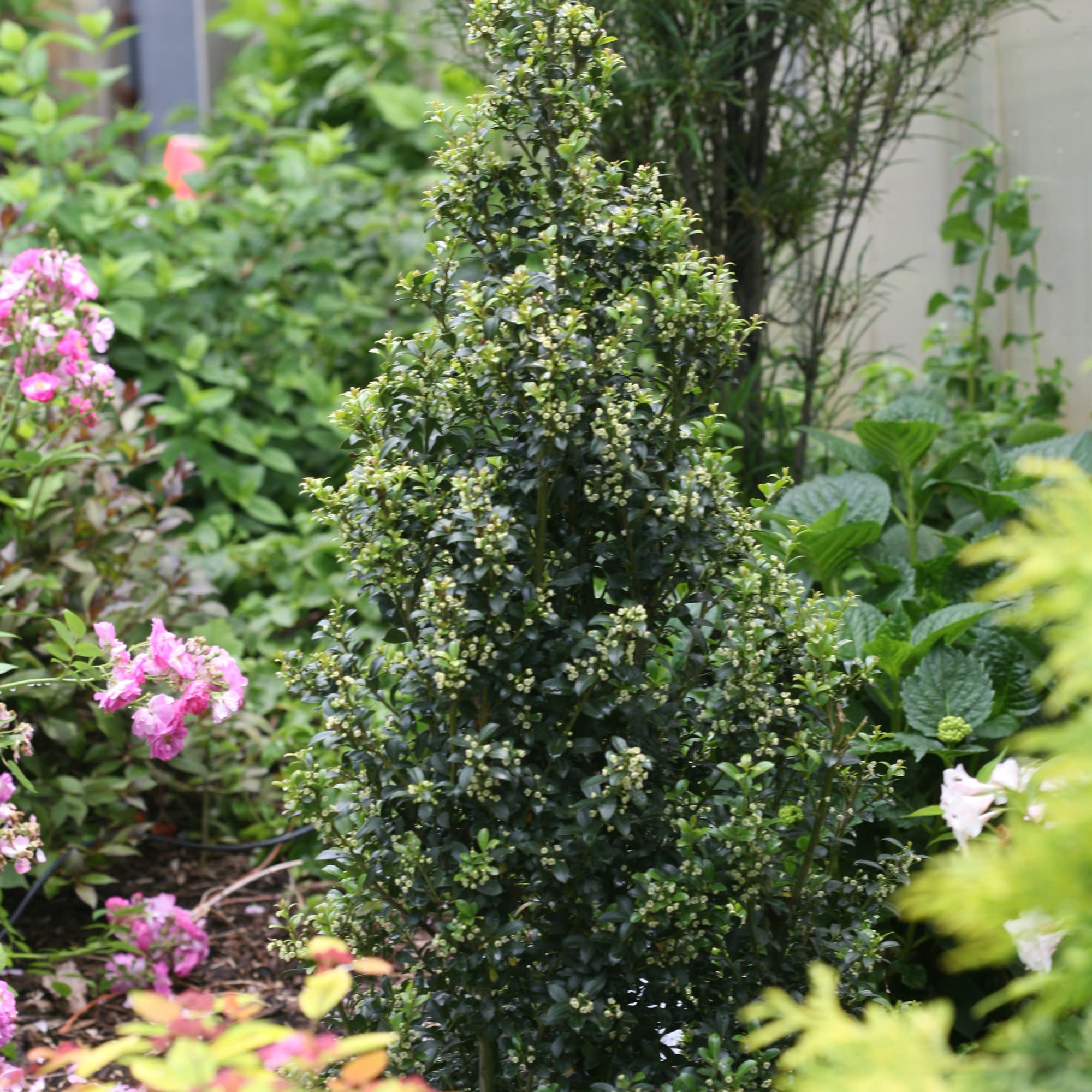 Sky Box® Japanese Holly (Ilex crenata) - Image 4