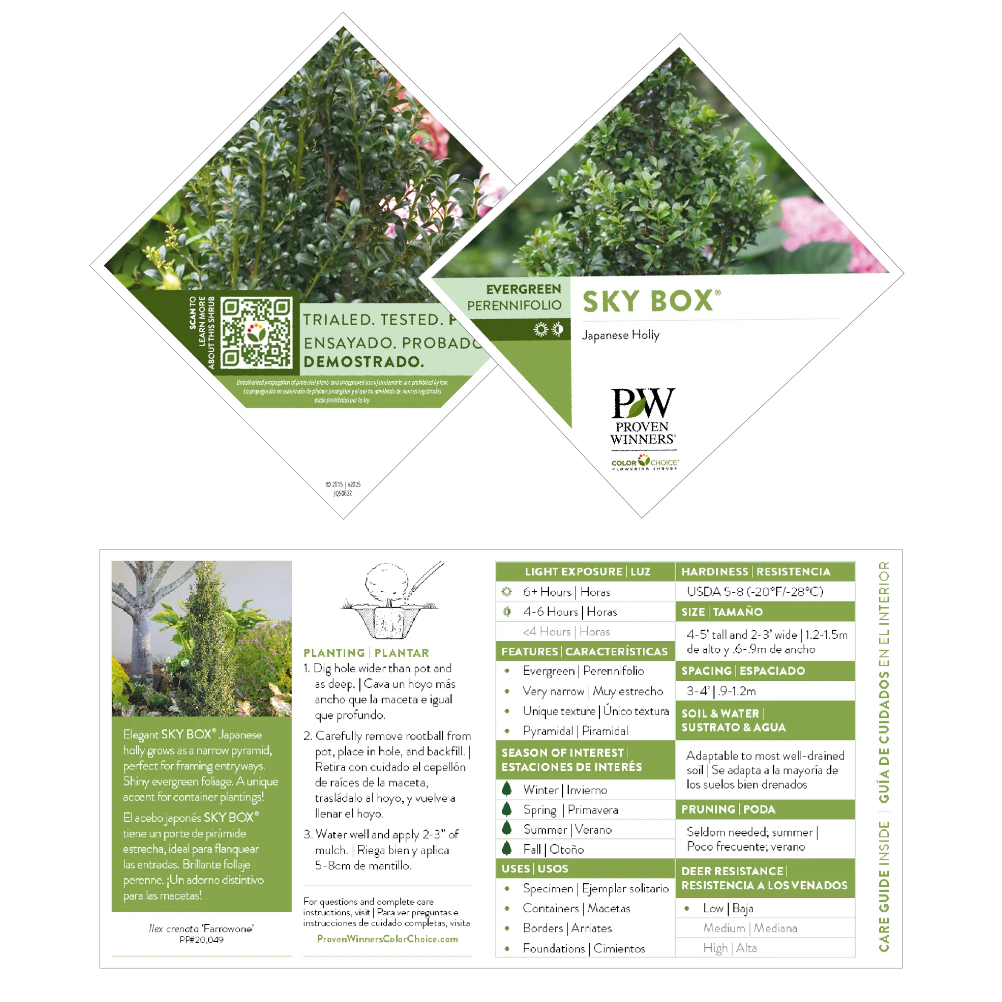 Sky Box® Japanese Holly (Ilex crenata) - Image 7