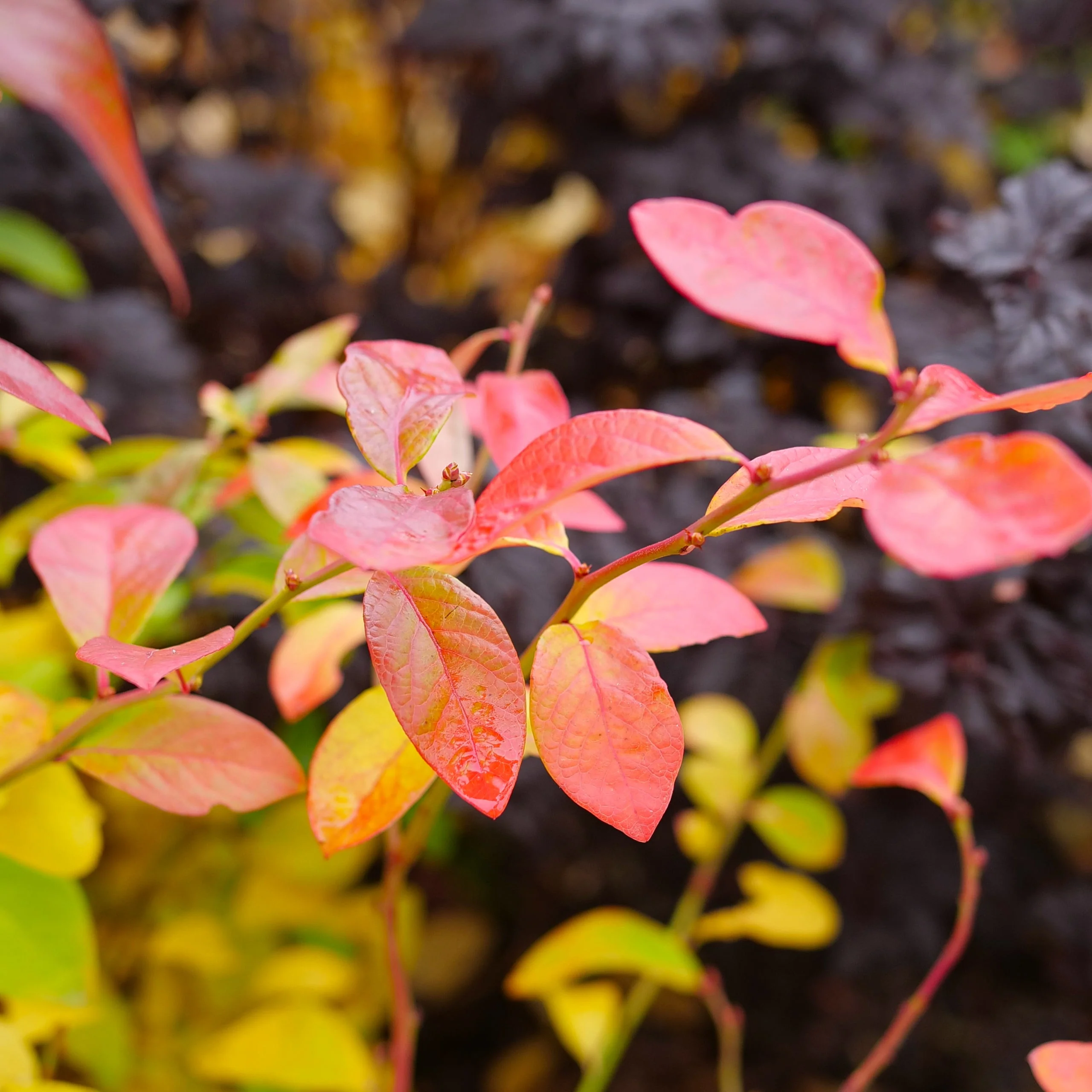 Sky Dew® Gold Northern Highbush Blueberry (Vaccinium corymbosum) - Image 5