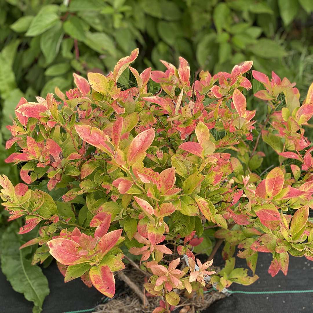 Sky Dew® Gold Northern Highbush Blueberry (Vaccinium corymbosum) - Image 8