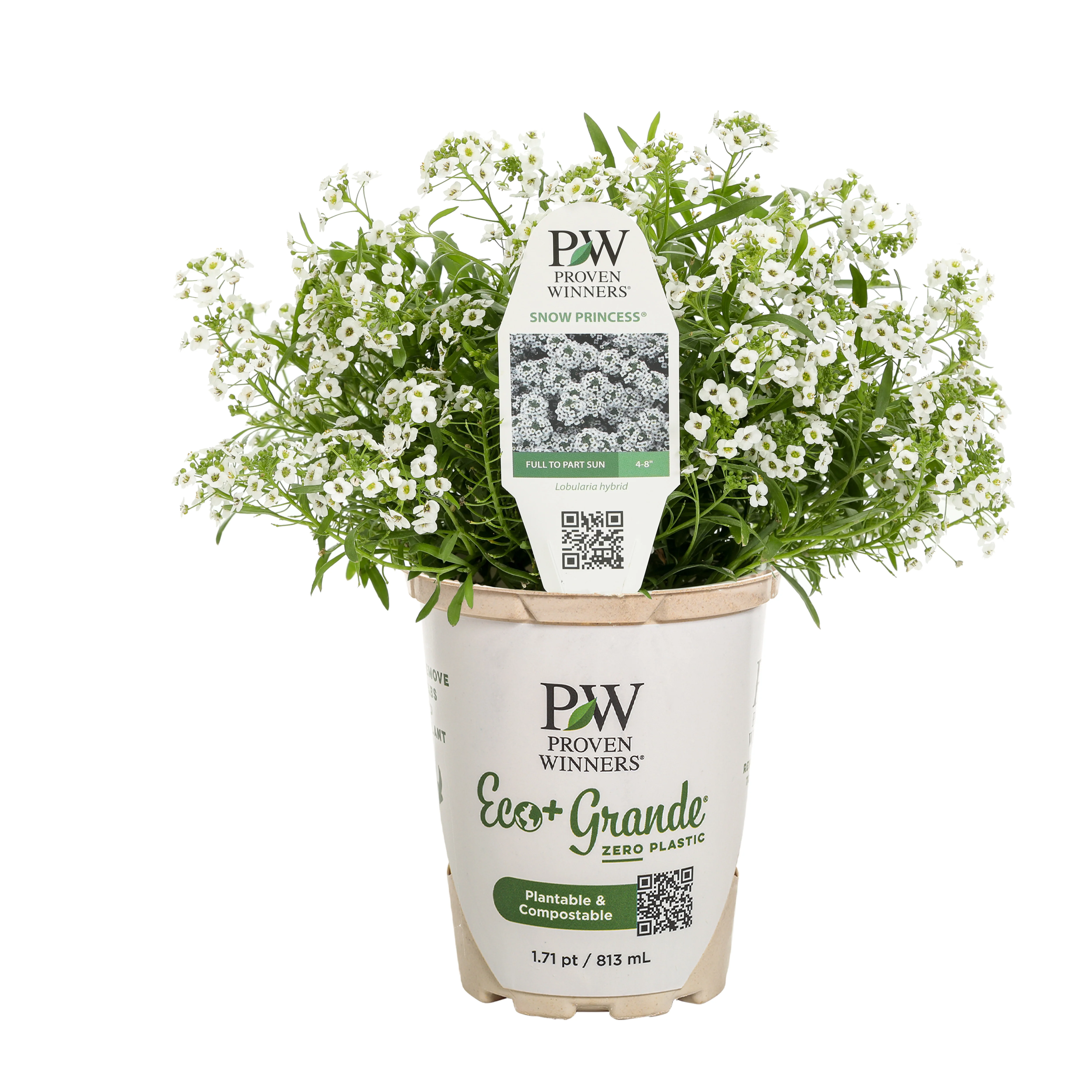 Snow Princess® Sweet Alyssum (Lobularia hybrid) - Image 2