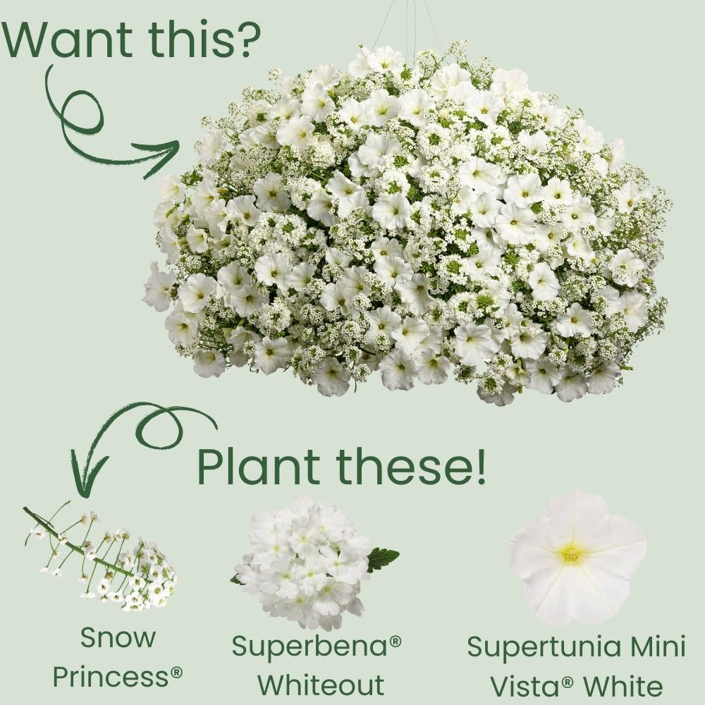 Snow Princess® Sweet Alyssum (Lobularia hybrid) - Image 6