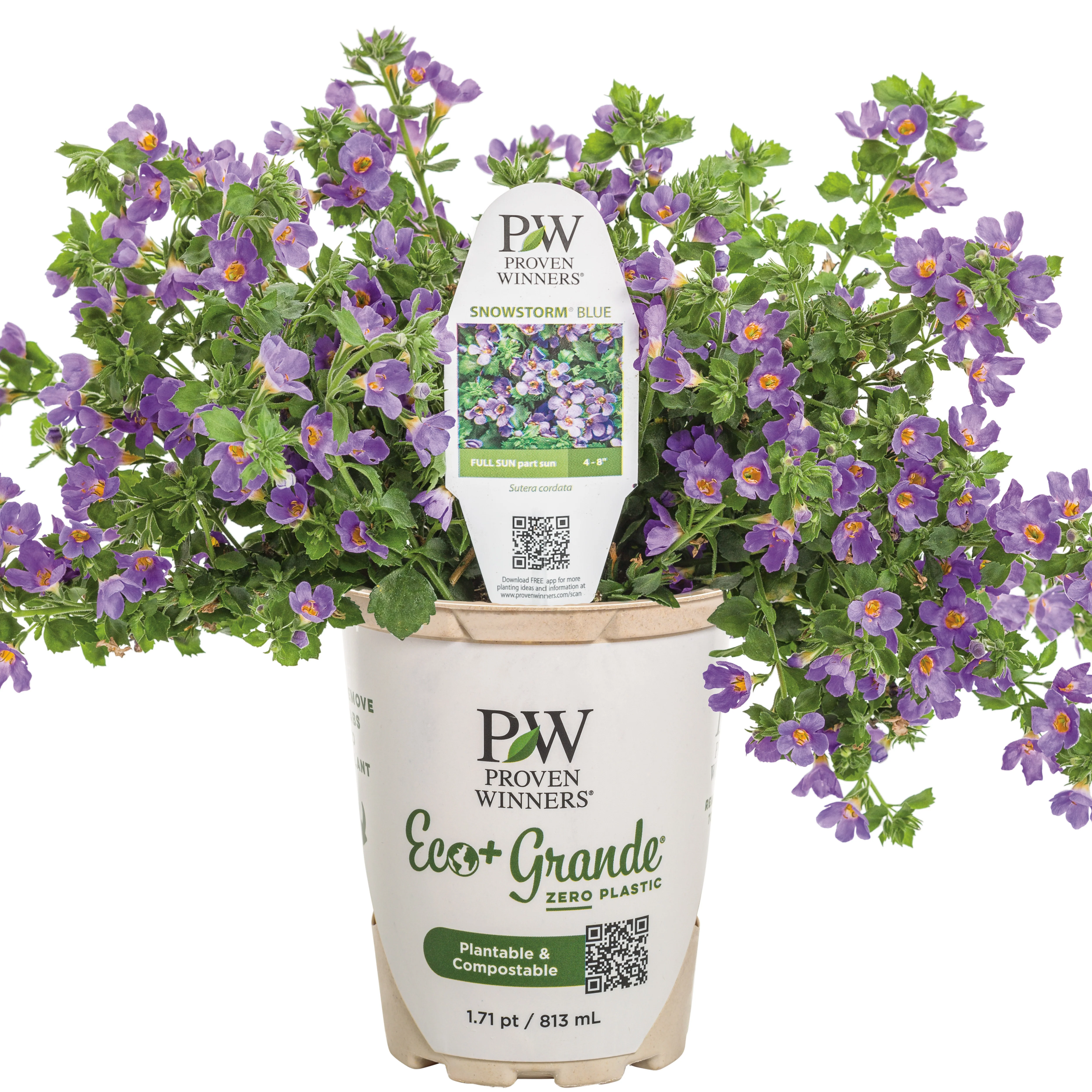 Snowstorm® Blue Bacopa (Sutera cordata) - Image 2