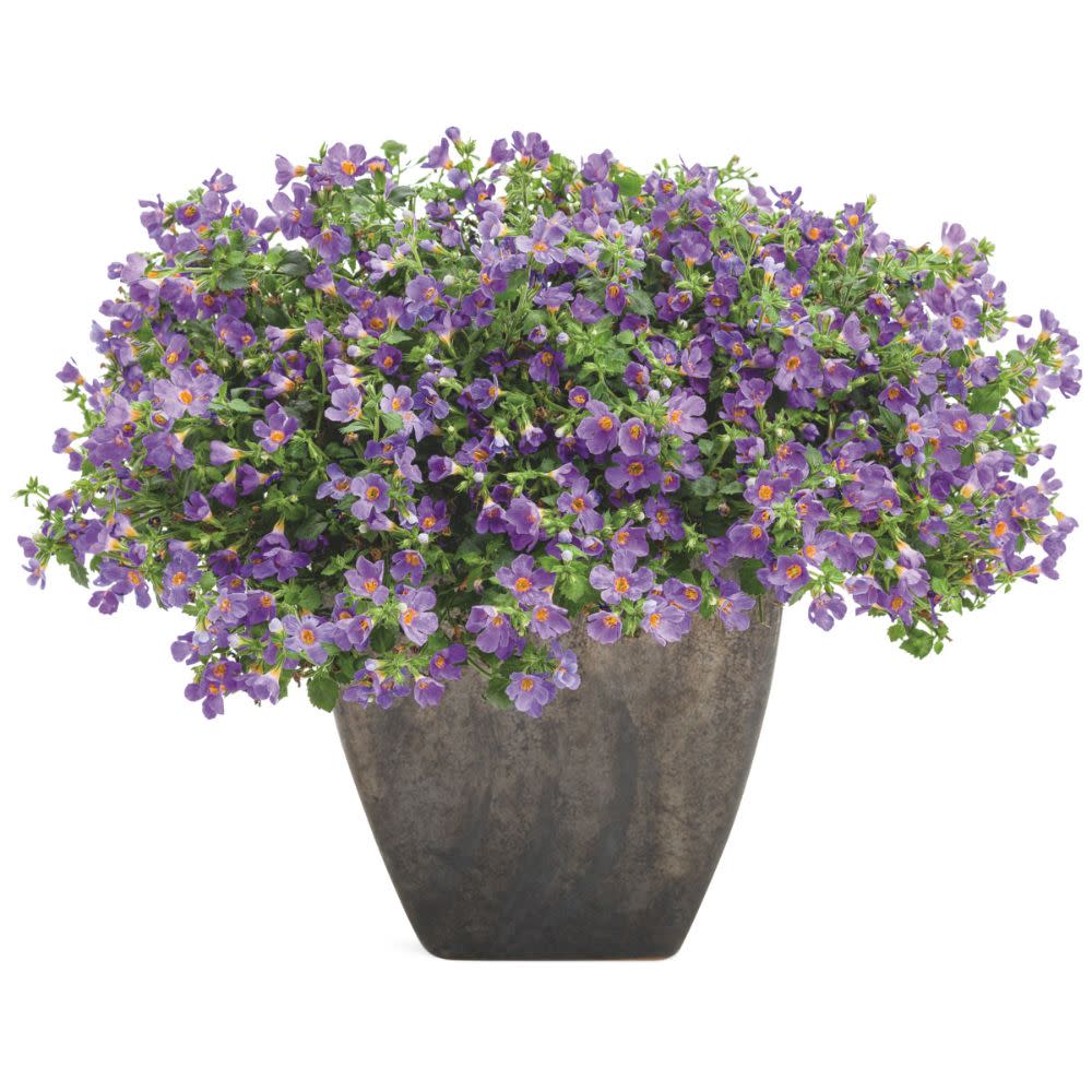 Snowstorm® Blue Bacopa (Sutera cordata) - Image 4