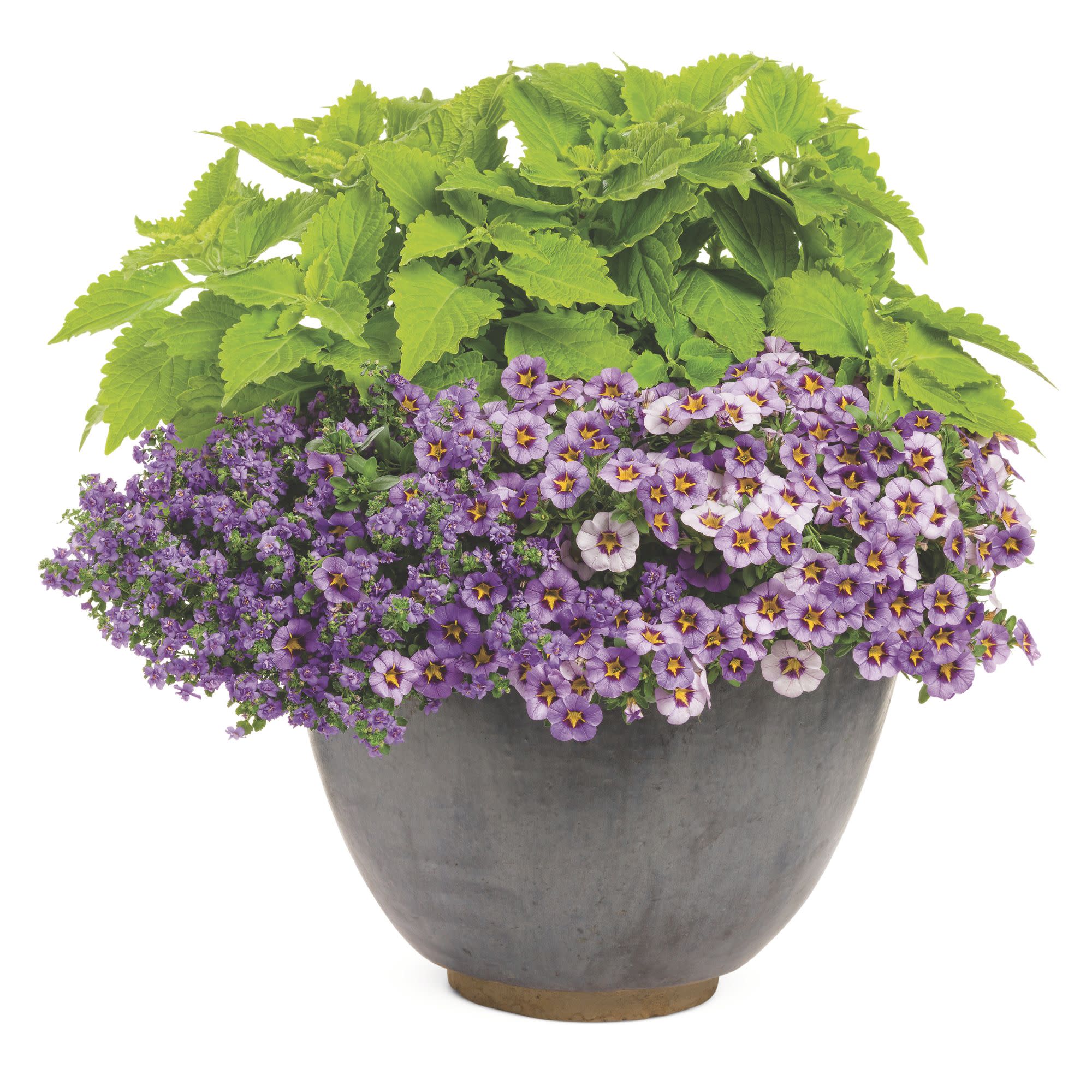 Snowstorm® Blue Bacopa (Sutera cordata) - Image 5