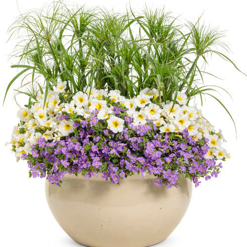 Snowstorm® Blue Bacopa (Sutera cordata) - Image 6