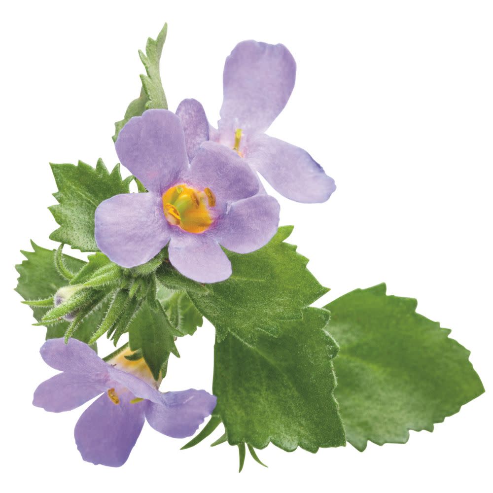 Snowstorm® Blue Bacopa (Sutera cordata) - Image 7