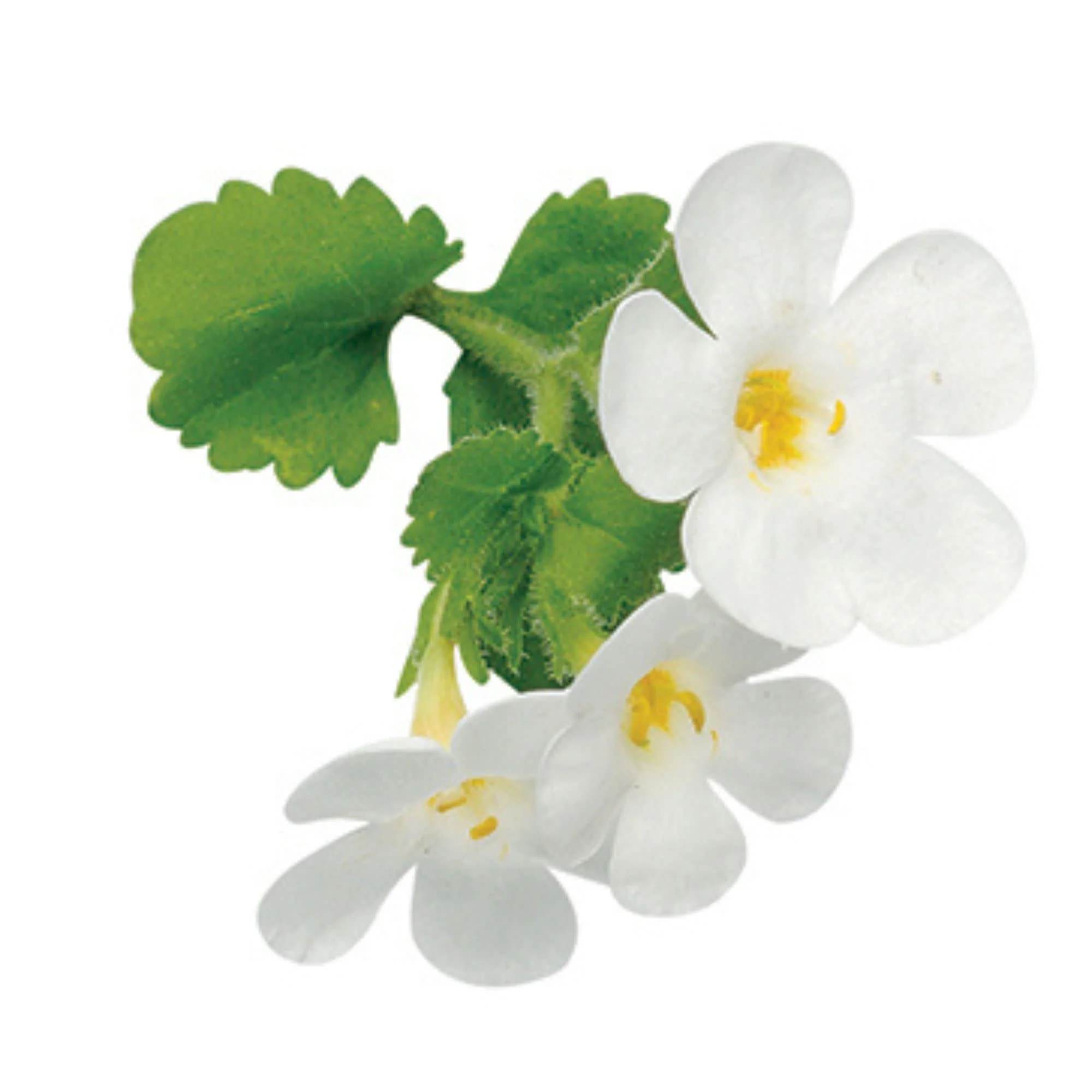 Snowstorm® Giant Snowflake® Bacopa (Sutera cordata) - Image 10