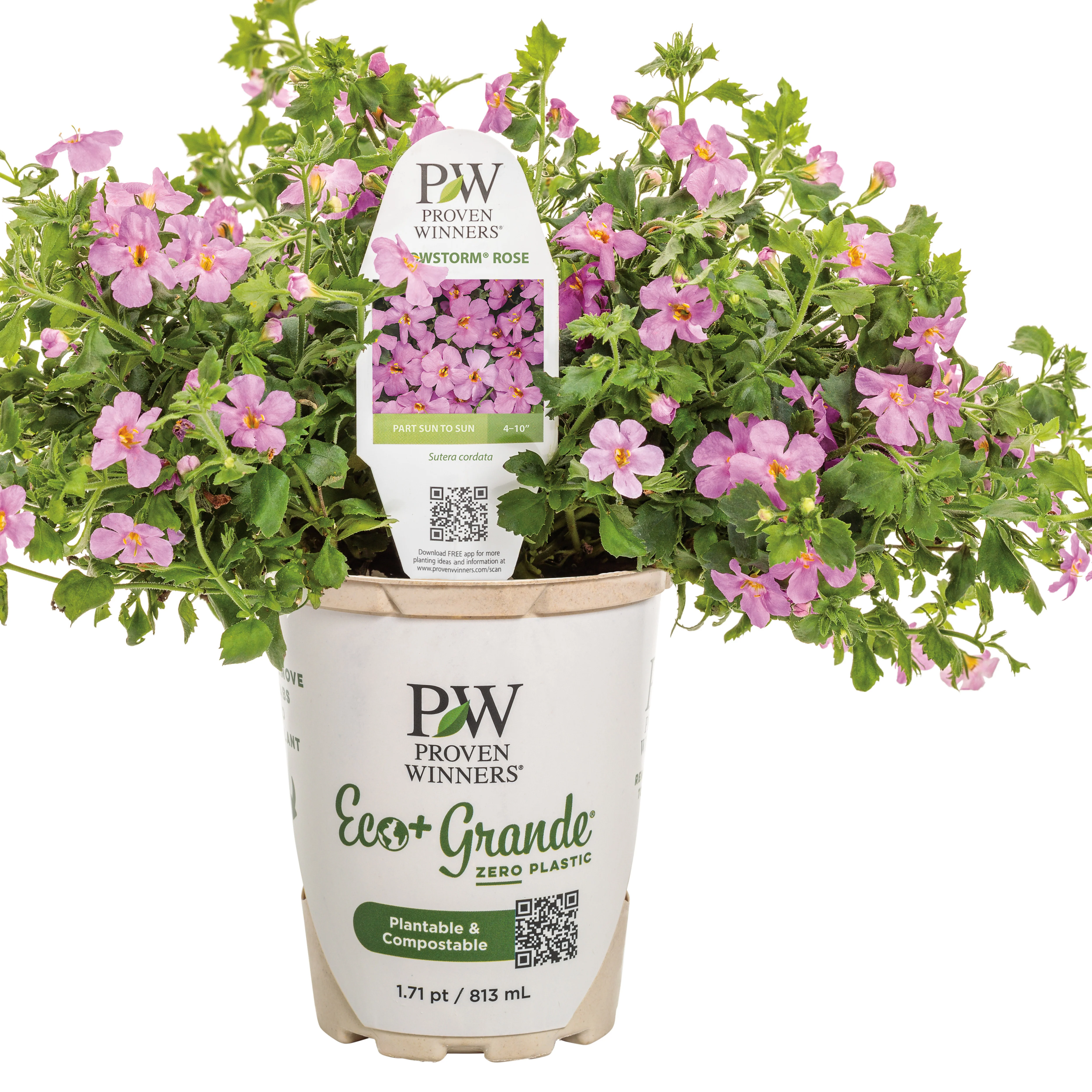 Snowstorm® Rose Bacopa (Sutera cordata) - Image 2