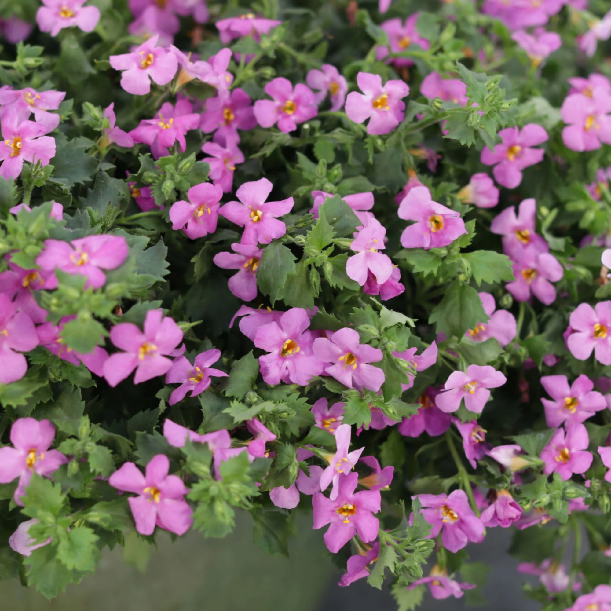 Snowstorm® Rose Bacopa (Sutera cordata) - Image 4