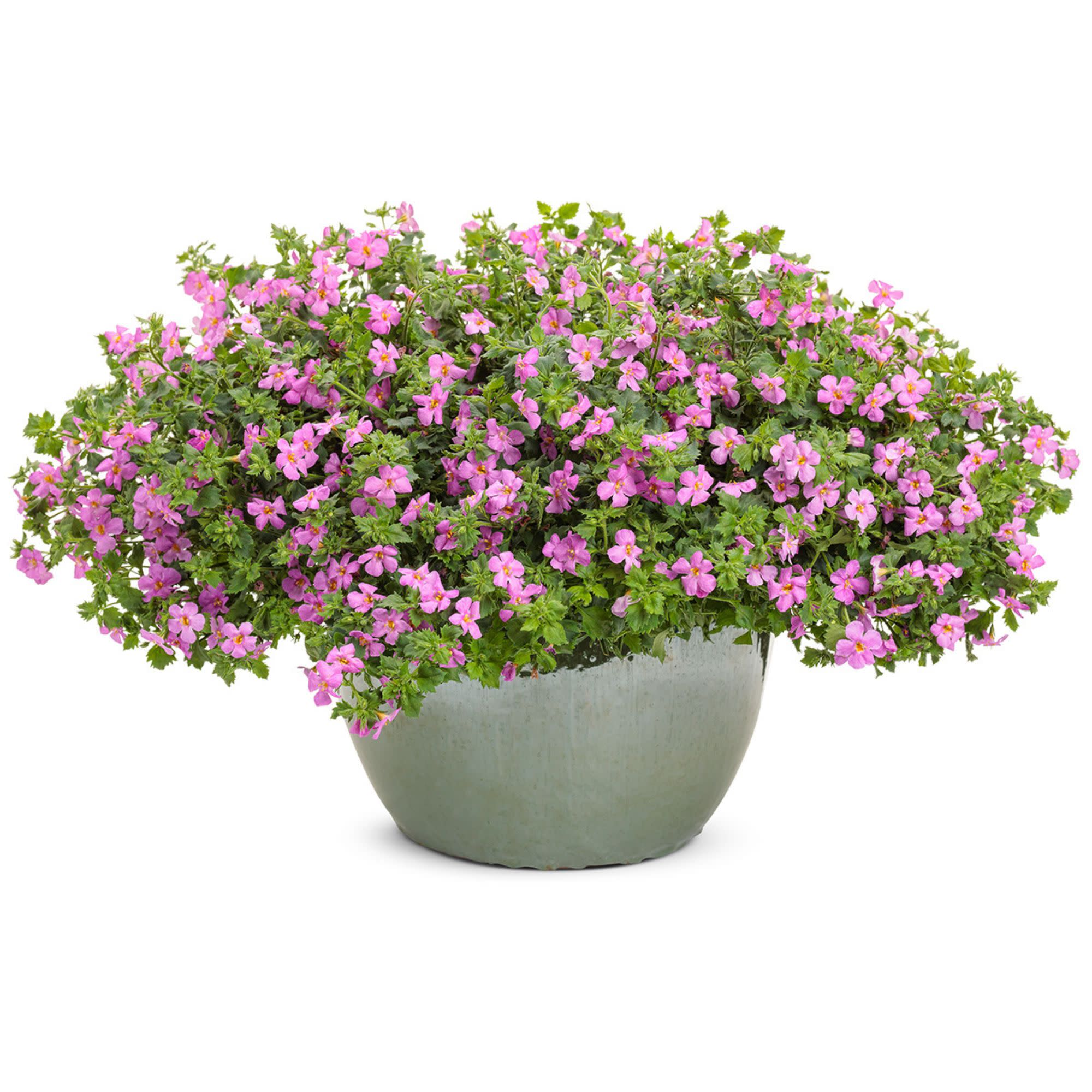 Snowstorm® Rose Bacopa (Sutera cordata) - Image 5
