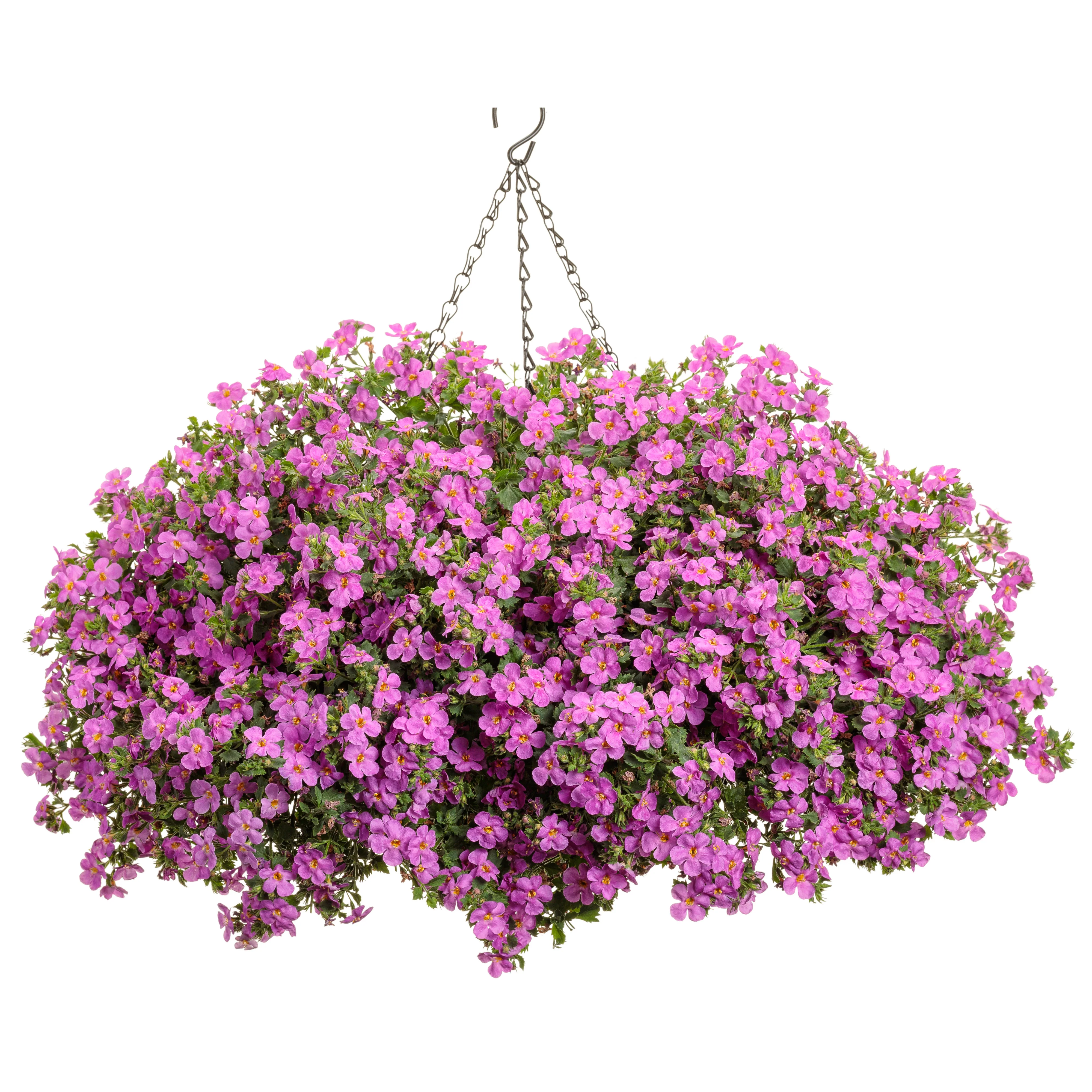 Snowstorm® Rose Bacopa (Sutera cordata) - Image 6