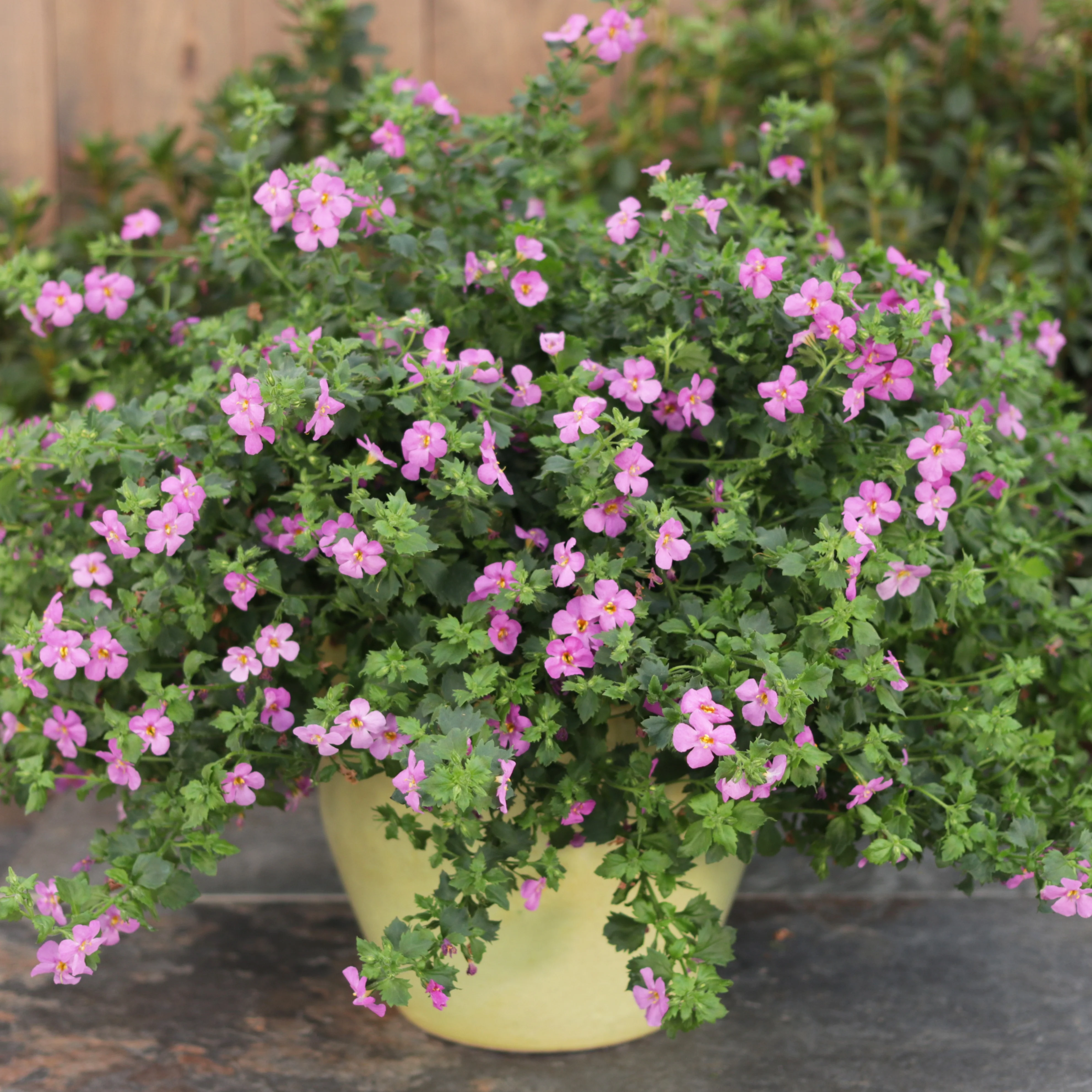 Snowstorm® Rose Bacopa (Sutera cordata) - Image 7