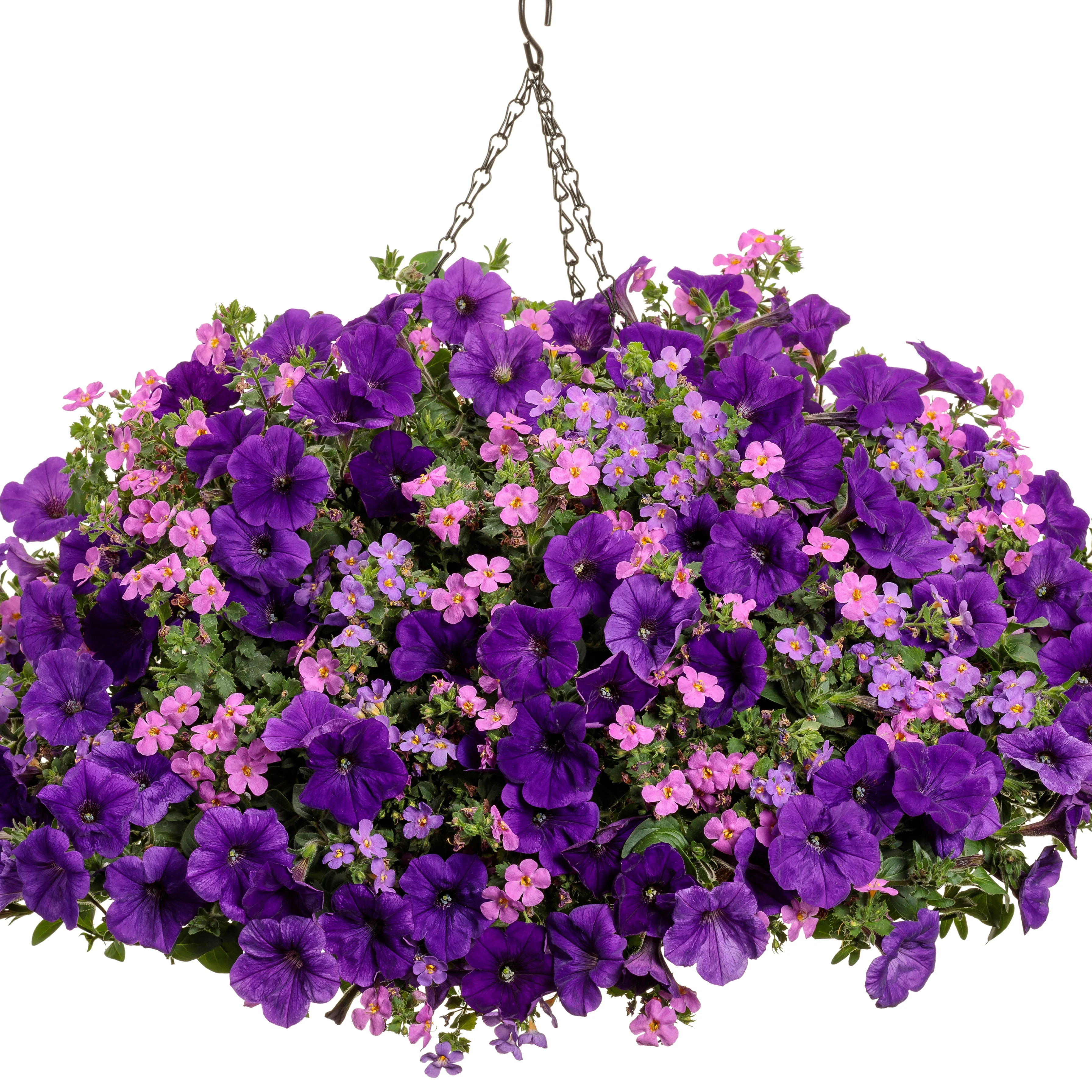 Snowstorm® Rose Bacopa (Sutera cordata) - Image 8