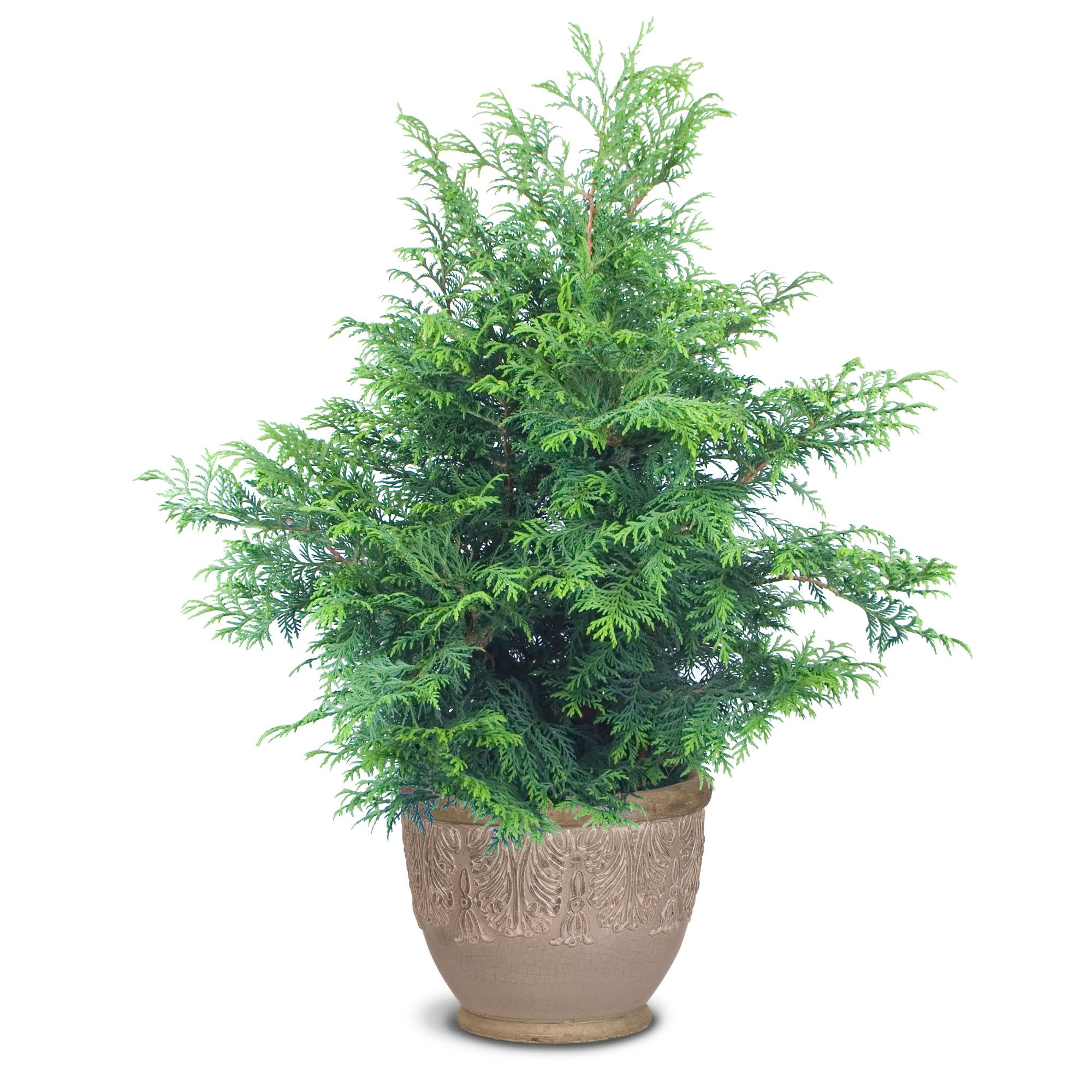 Soft Serve® False Cypress (Chamaecyparis pisifera) - Image 3