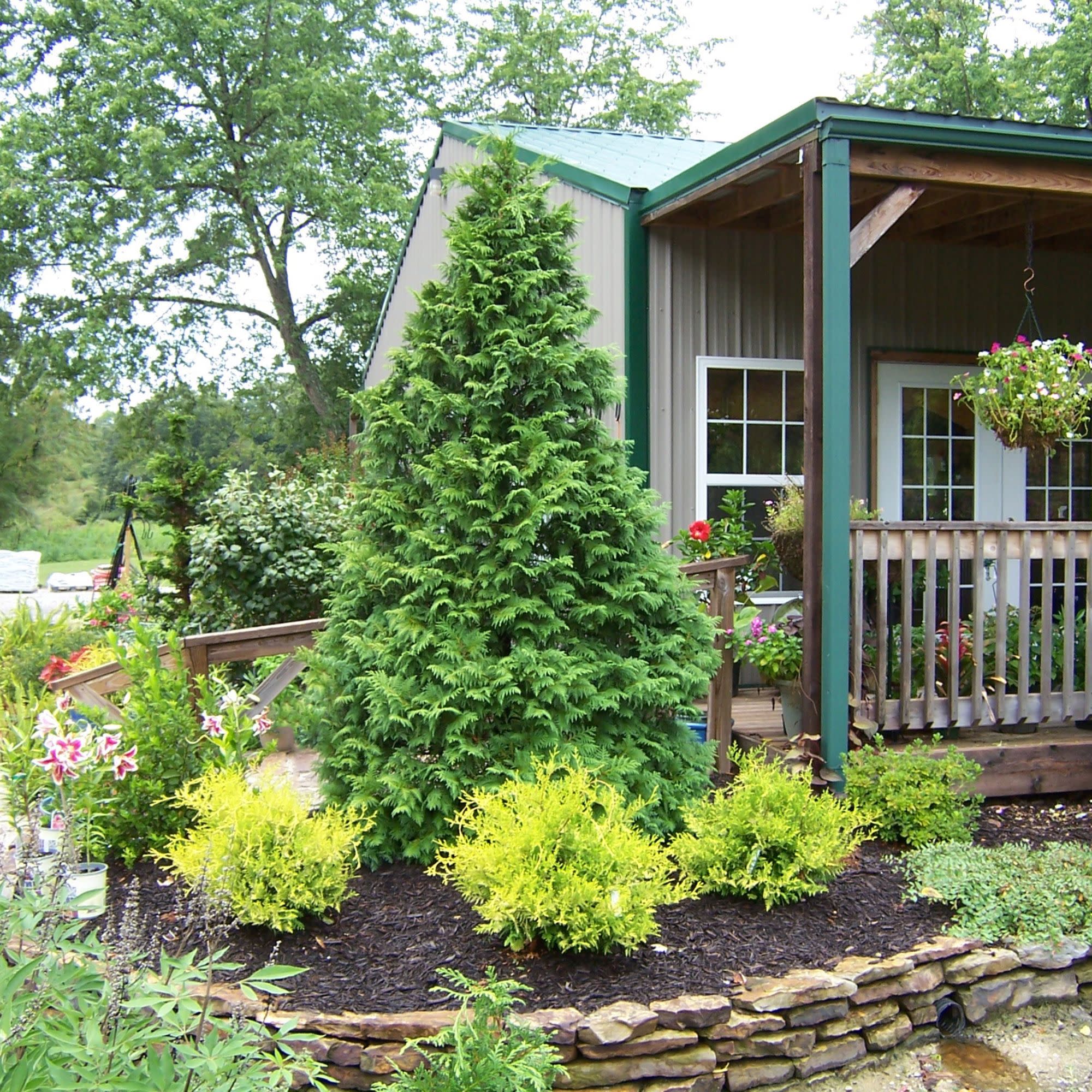 Soft Serve® False Cypress (Chamaecyparis pisifera) - Image 4