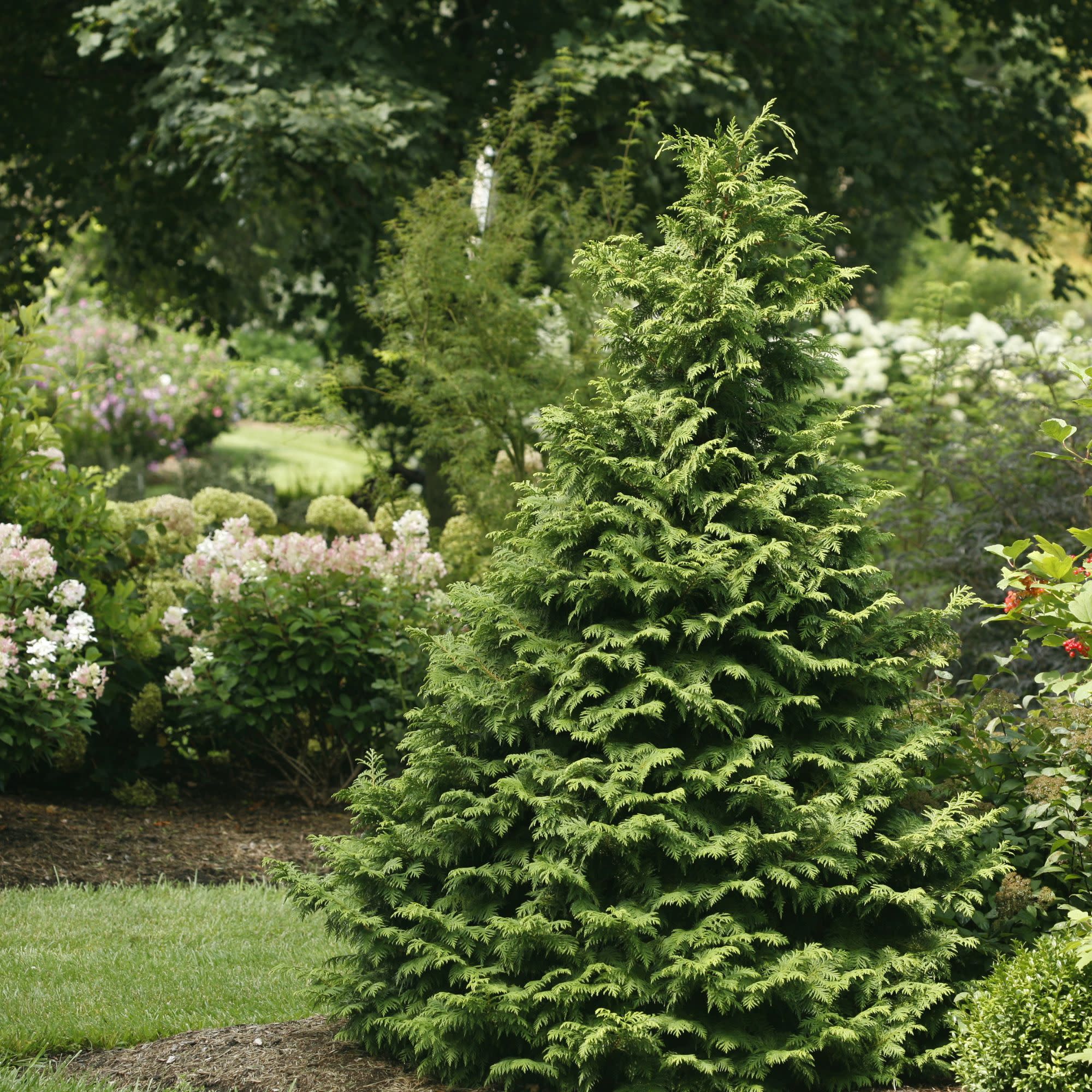 Soft Serve® False Cypress (Chamaecyparis pisifera) - Image 5