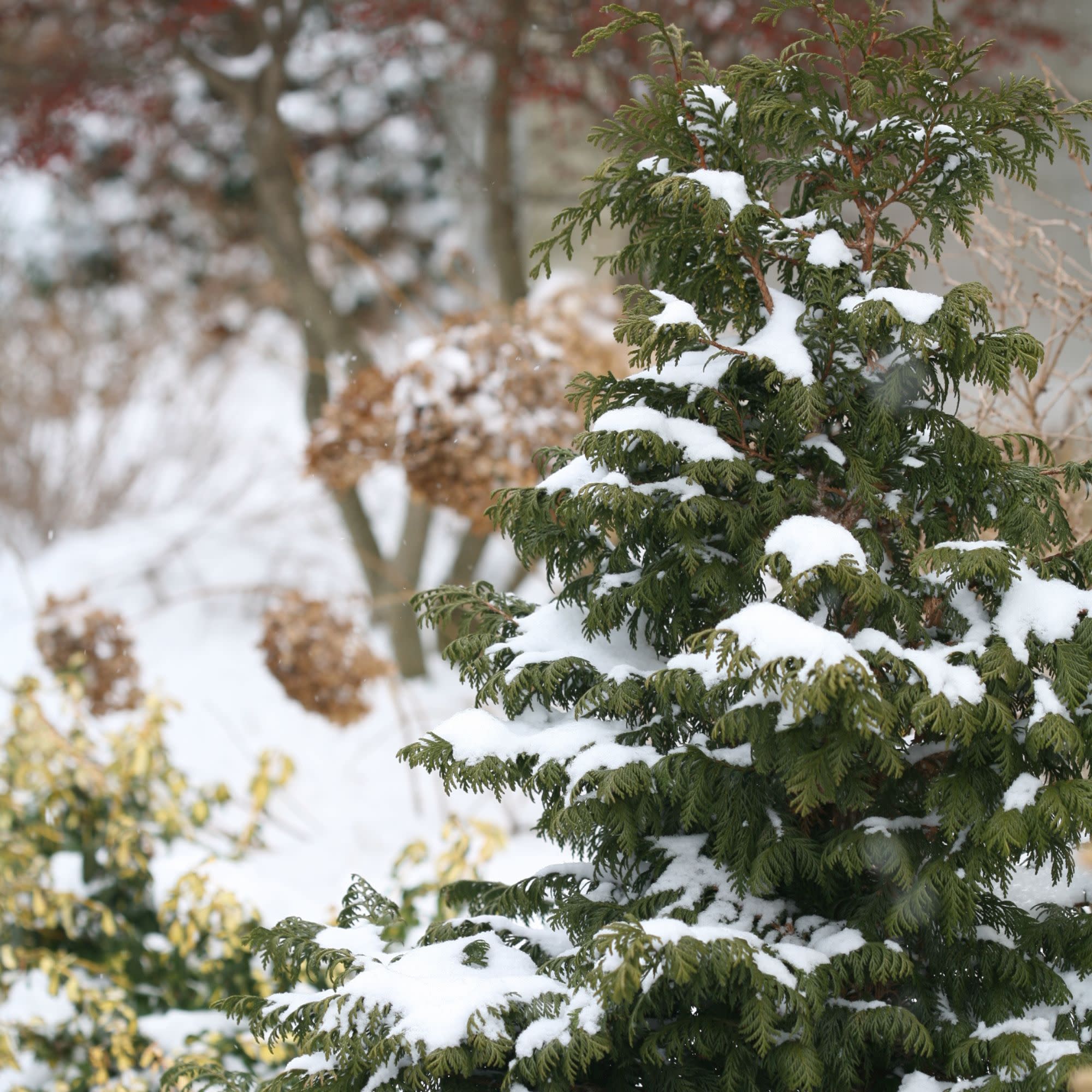 Soft Serve® False Cypress (Chamaecyparis pisifera) - Image 6