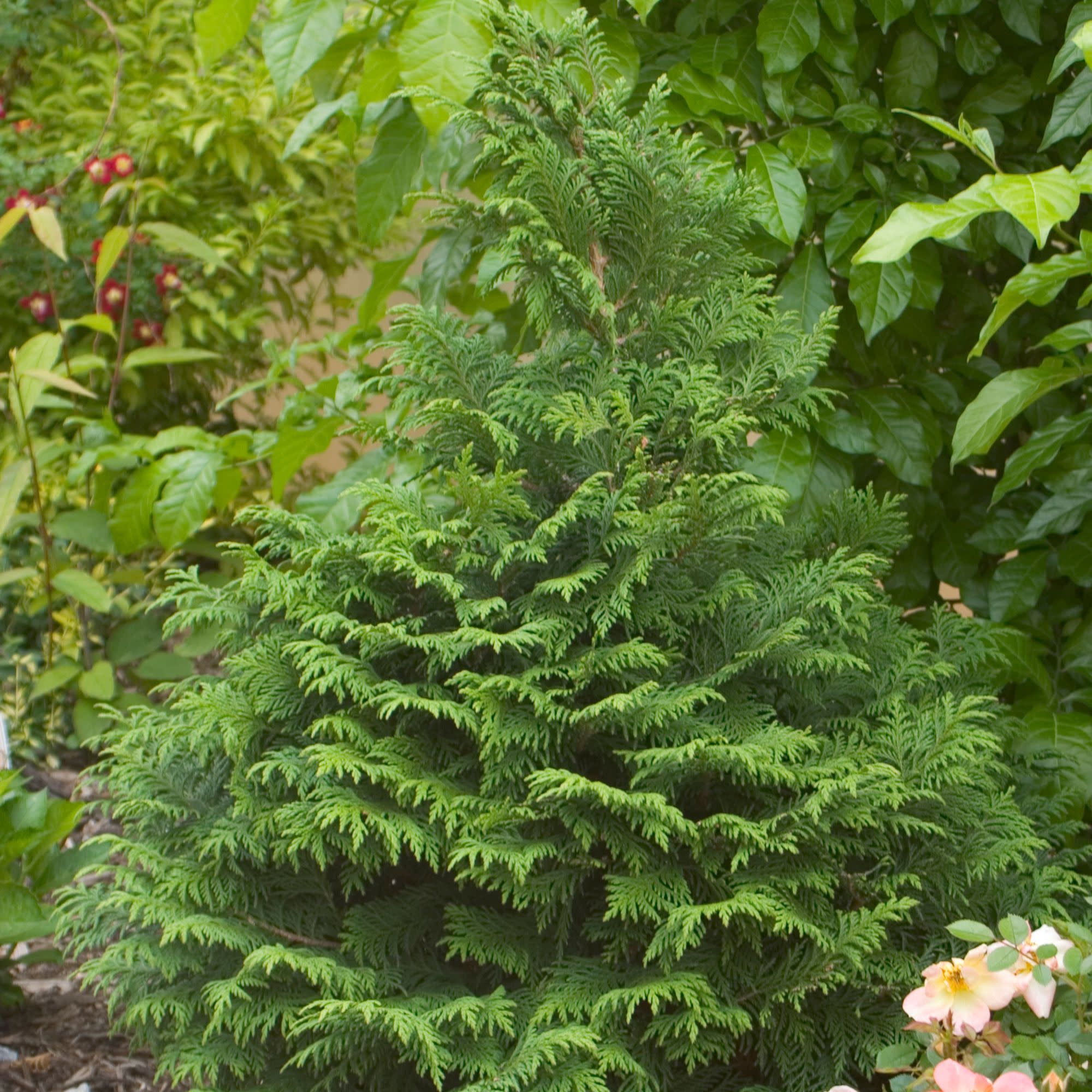 Soft Serve® False Cypress (Chamaecyparis pisifera) - Image 7