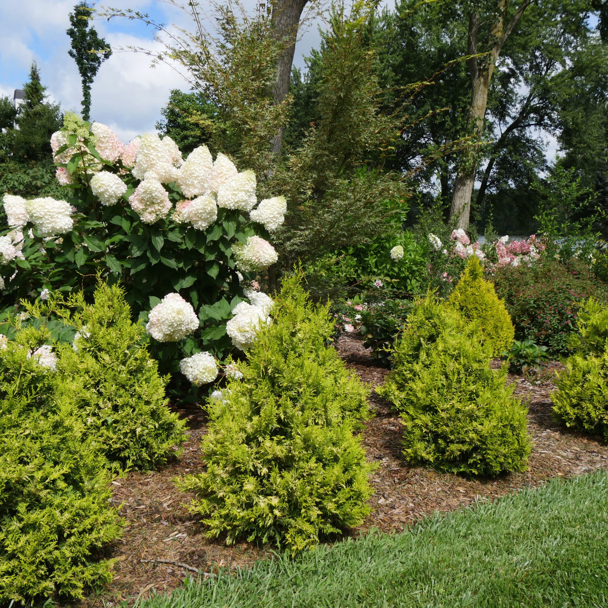 Soft Serve® Gold False Cypress (Chamaecyparis pisifera) - Image 6