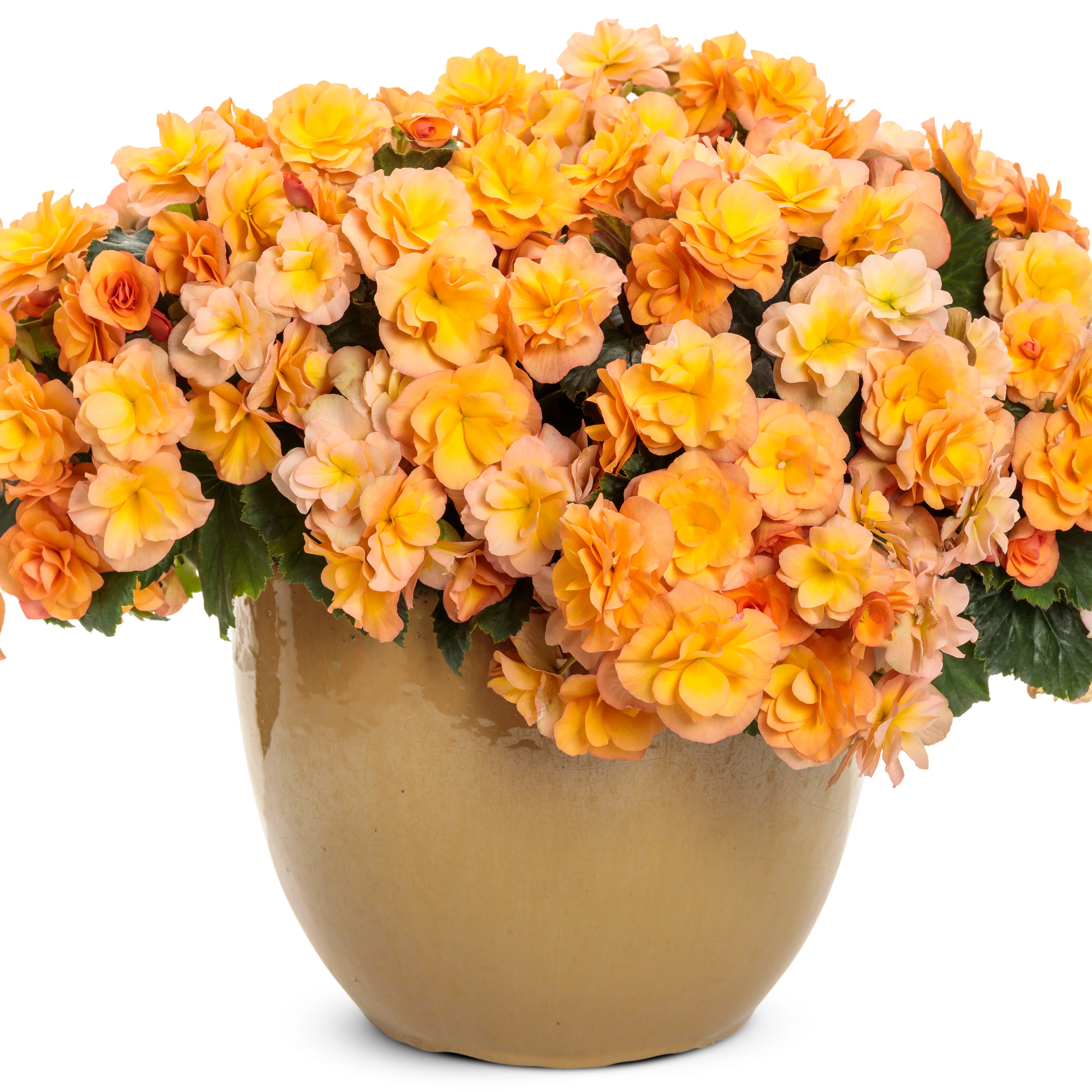 Solenia® Apricot Rieger Begonia (Begonia x hiemalis) - Image 4