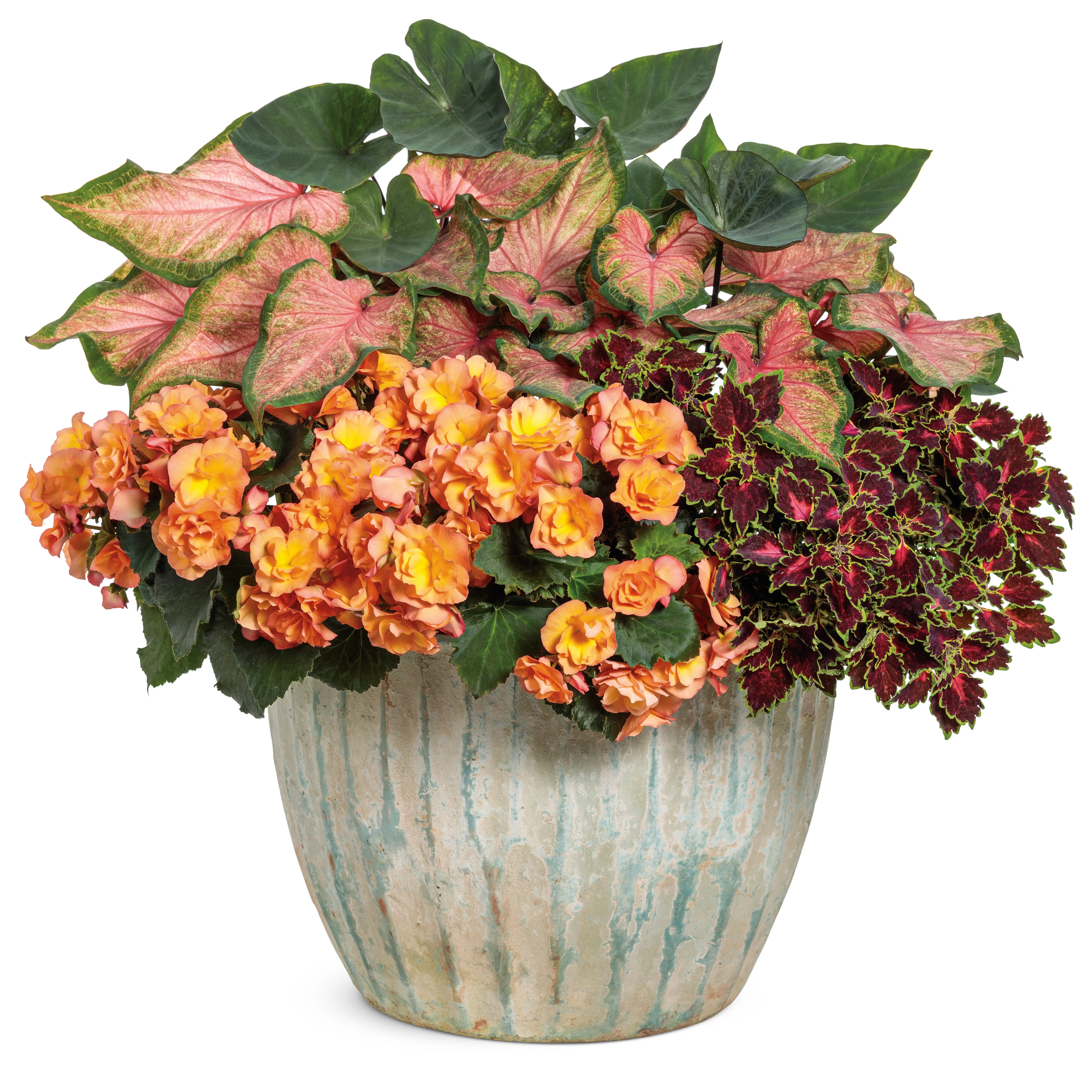 Solenia® Apricot Rieger Begonia (Begonia x hiemalis) - Image 5
