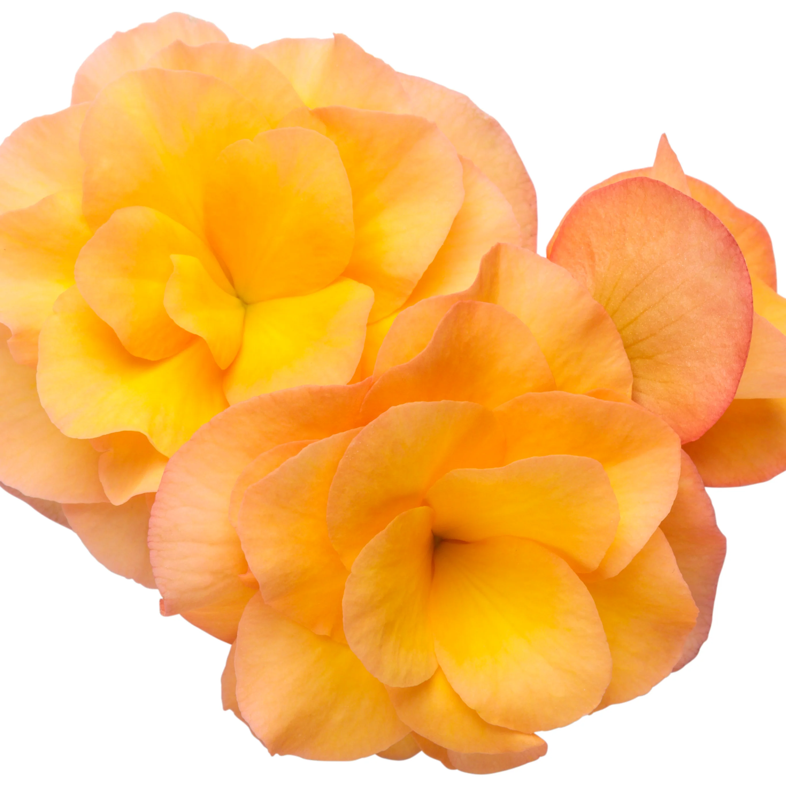 Solenia® Apricot Rieger Begonia (Begonia x hiemalis) - Image 6