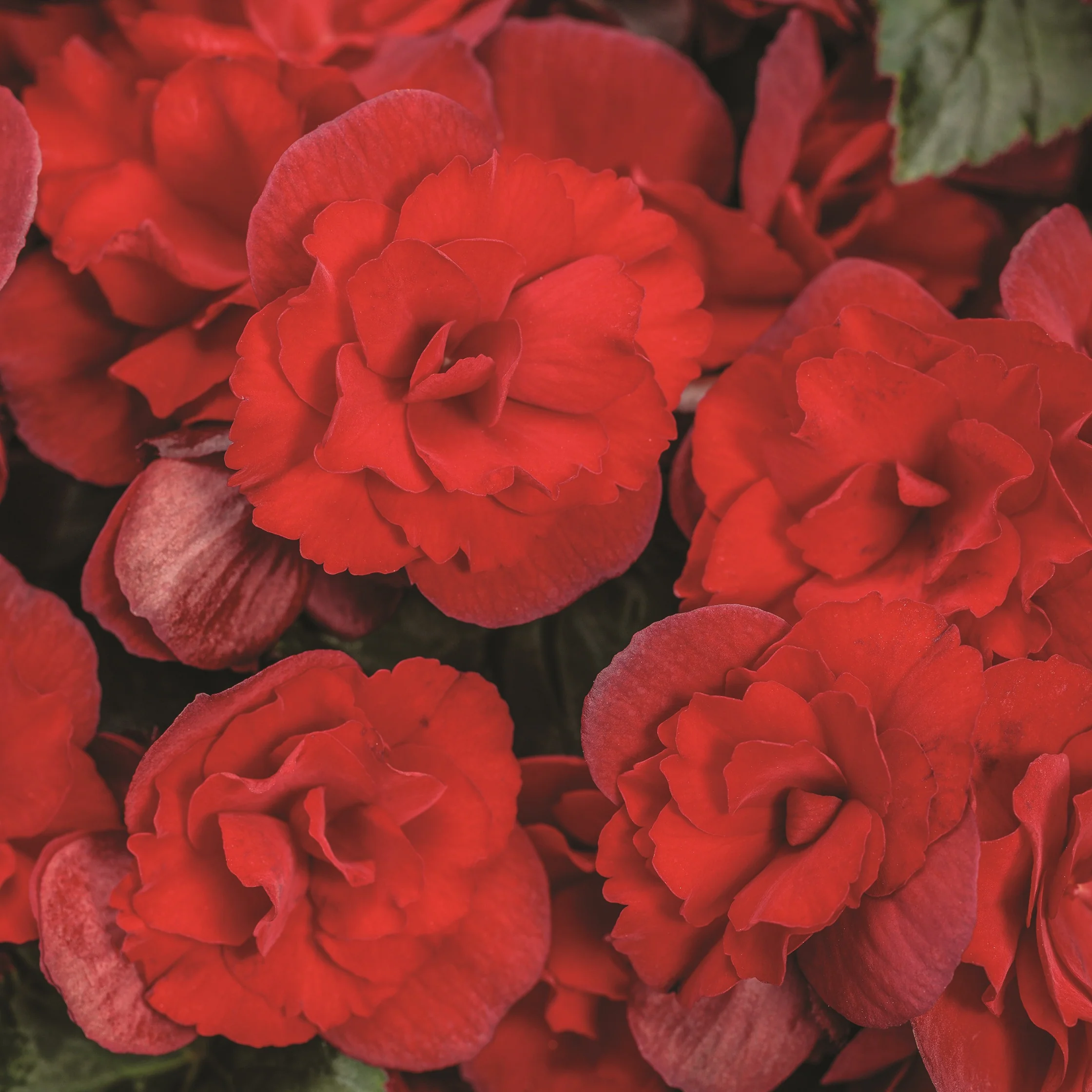 Solenia® Scarlet Rieger Begonia (Begonia x hiemalis)
