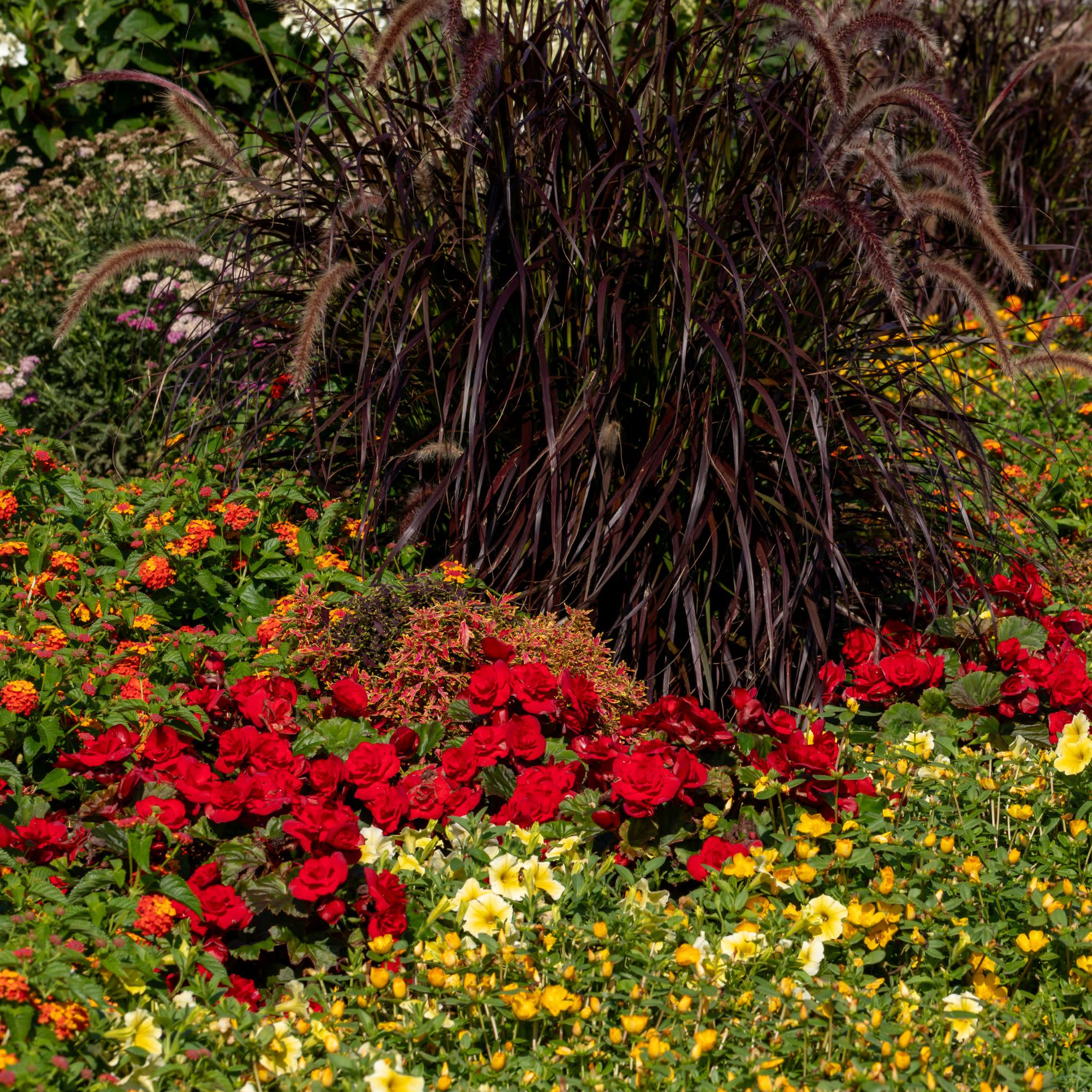 Solenia® Scarlet Rieger Begonia (Begonia x hiemalis) - Image 10