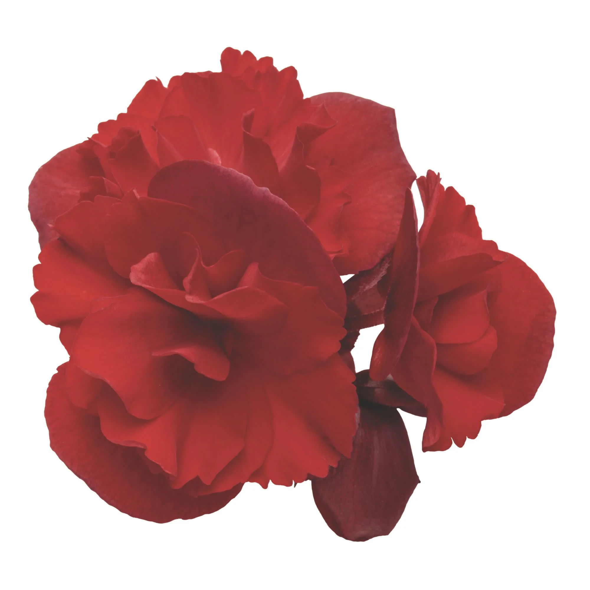 Solenia® Scarlet Rieger Begonia (Begonia x hiemalis) - Image 11