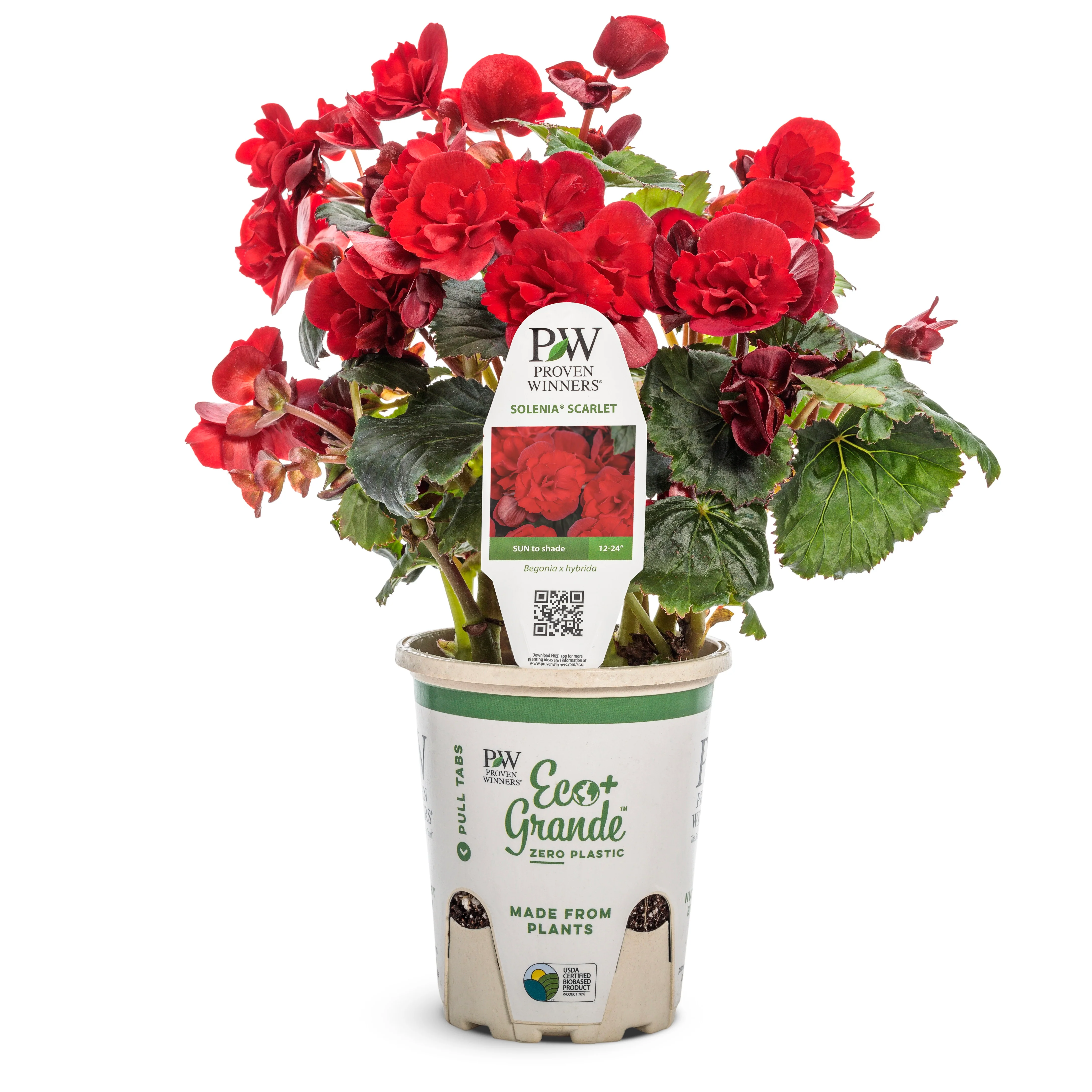 Solenia® Scarlet Rieger Begonia (Begonia x hiemalis) - Image 2