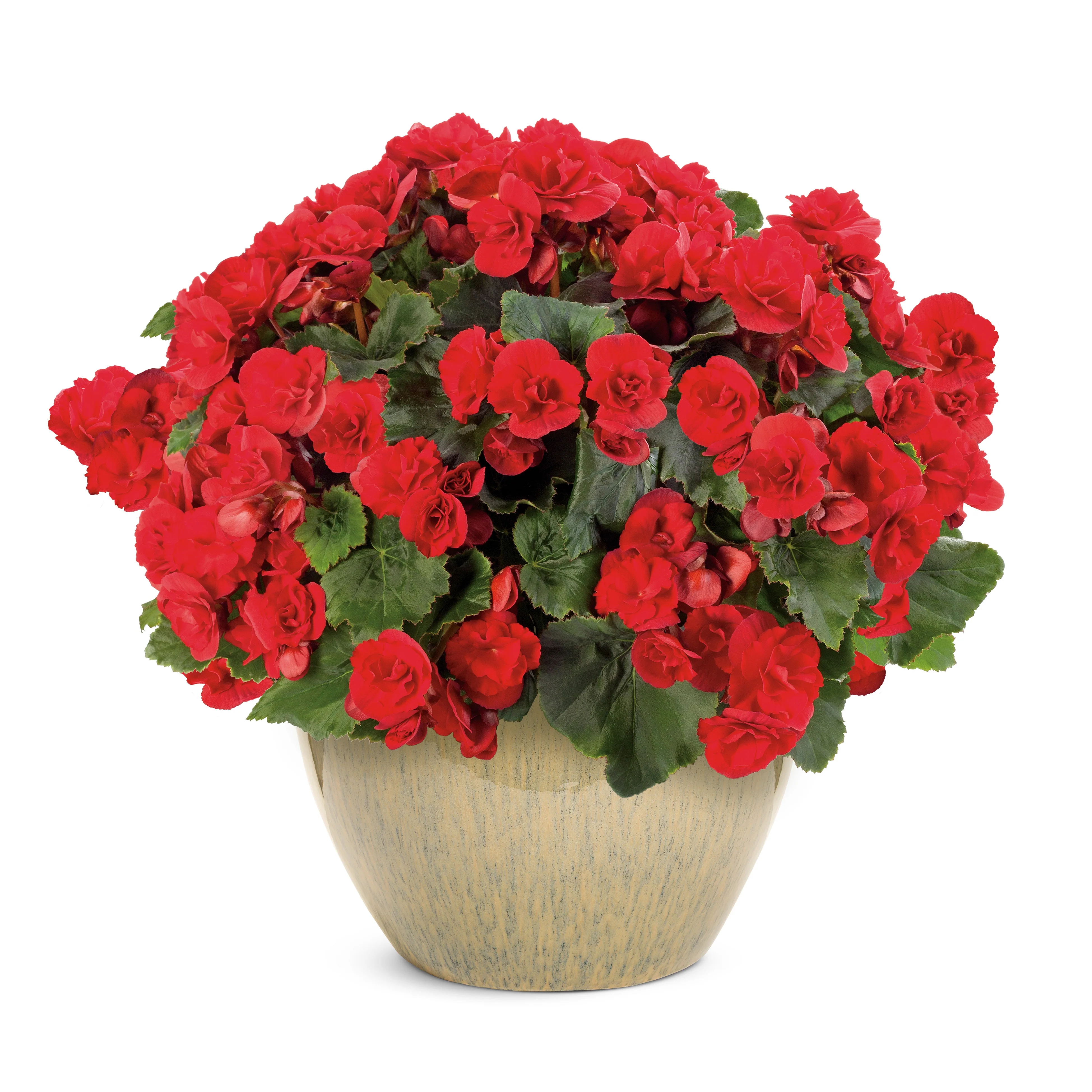 Solenia® Scarlet Rieger Begonia (Begonia x hiemalis) - Image 4