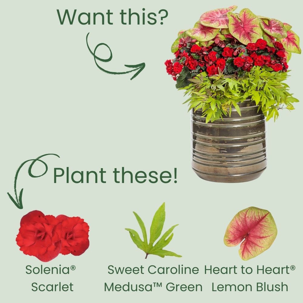 Solenia® Scarlet Rieger Begonia (Begonia x hiemalis) - Image 5