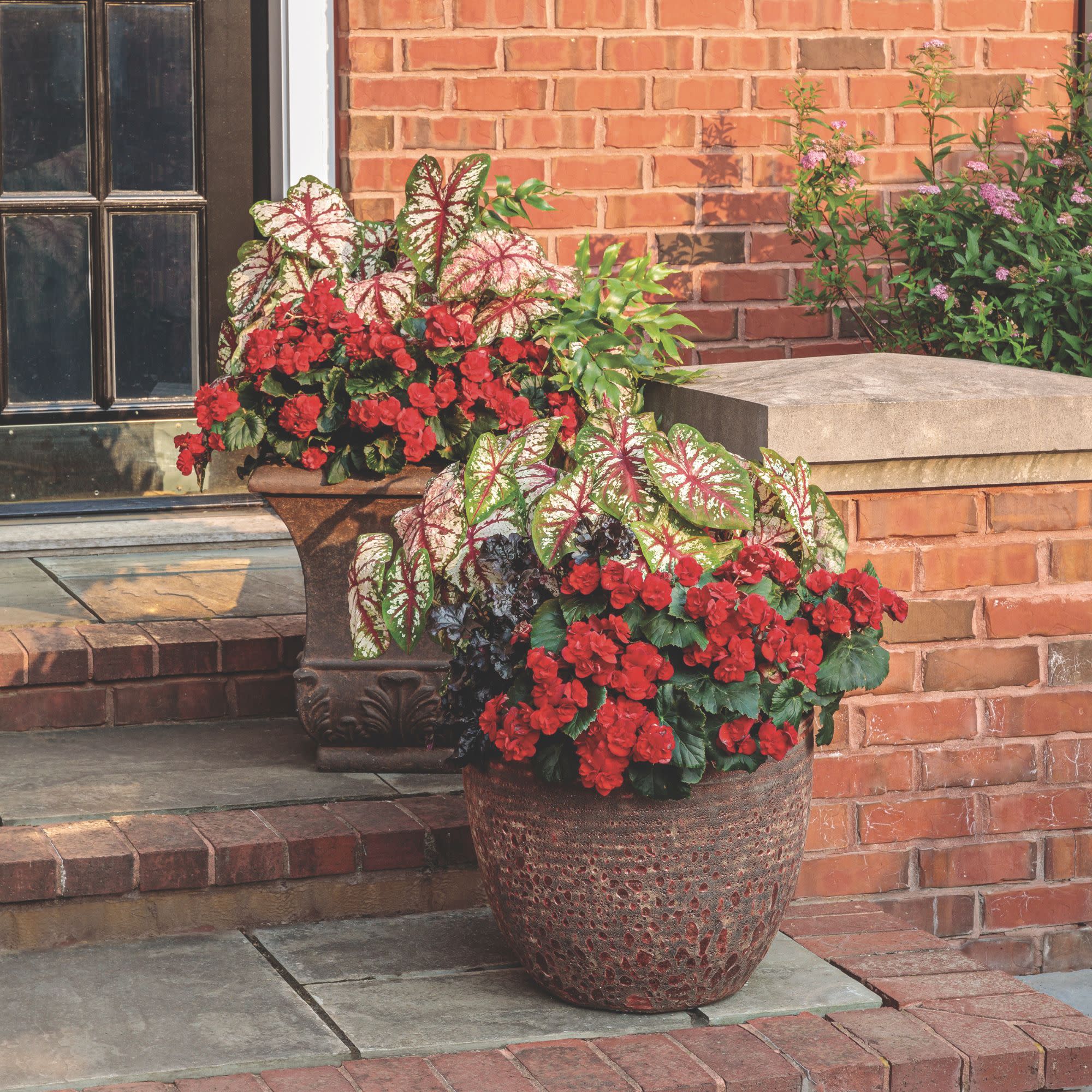 Solenia® Scarlet Rieger Begonia (Begonia x hiemalis) - Image 6