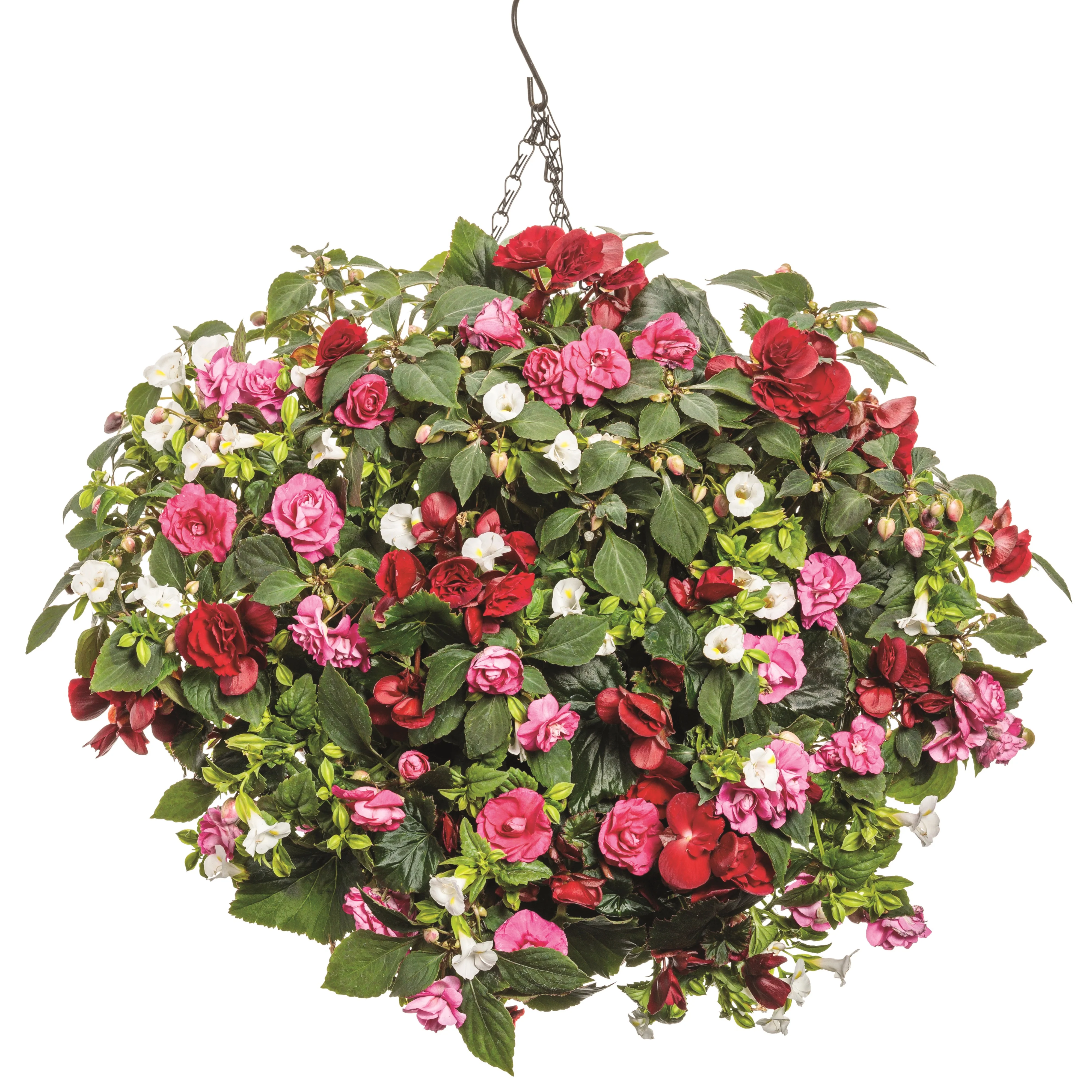 Solenia® Scarlet Rieger Begonia (Begonia x hiemalis) - Image 7