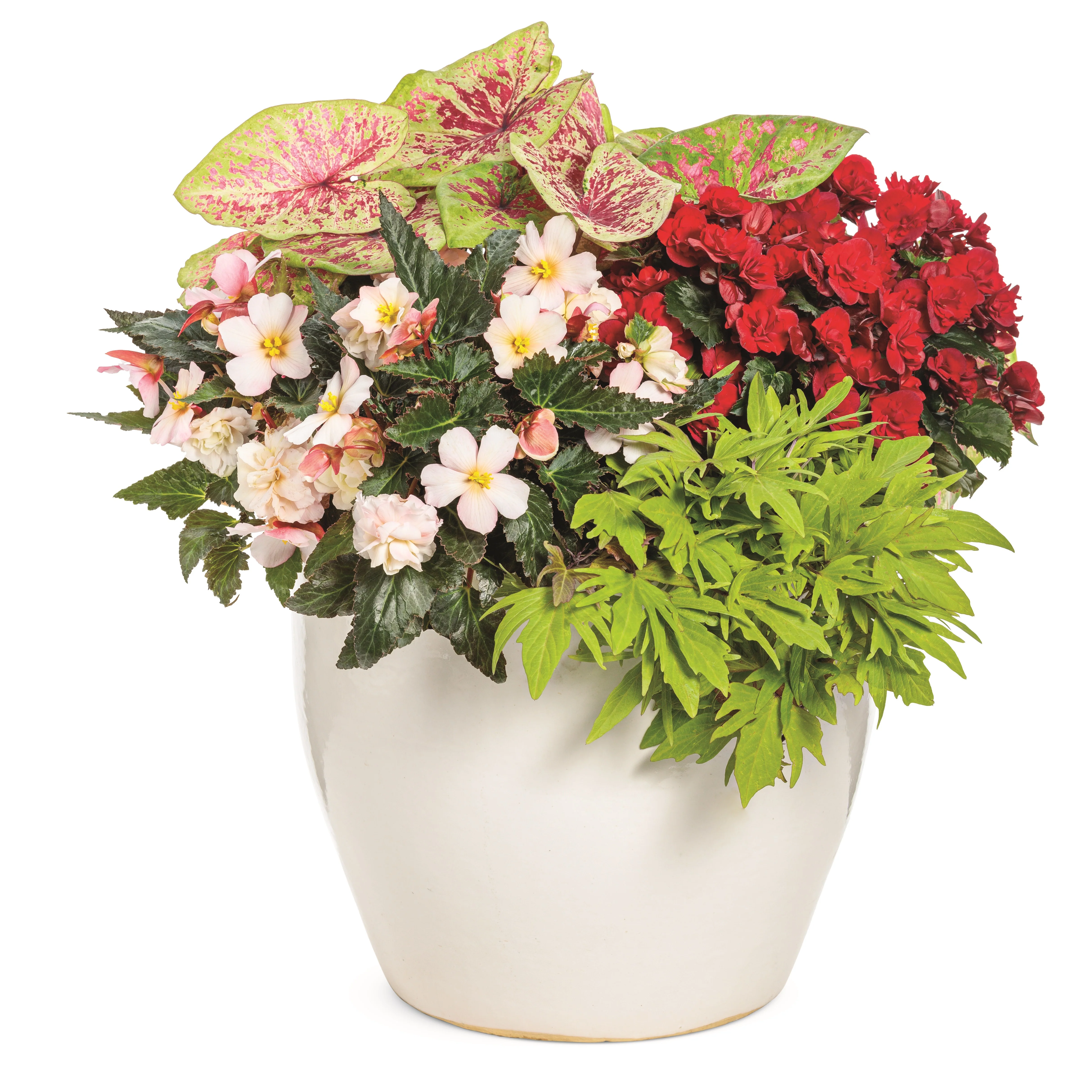 Solenia® Scarlet Rieger Begonia (Begonia x hiemalis) - Image 8