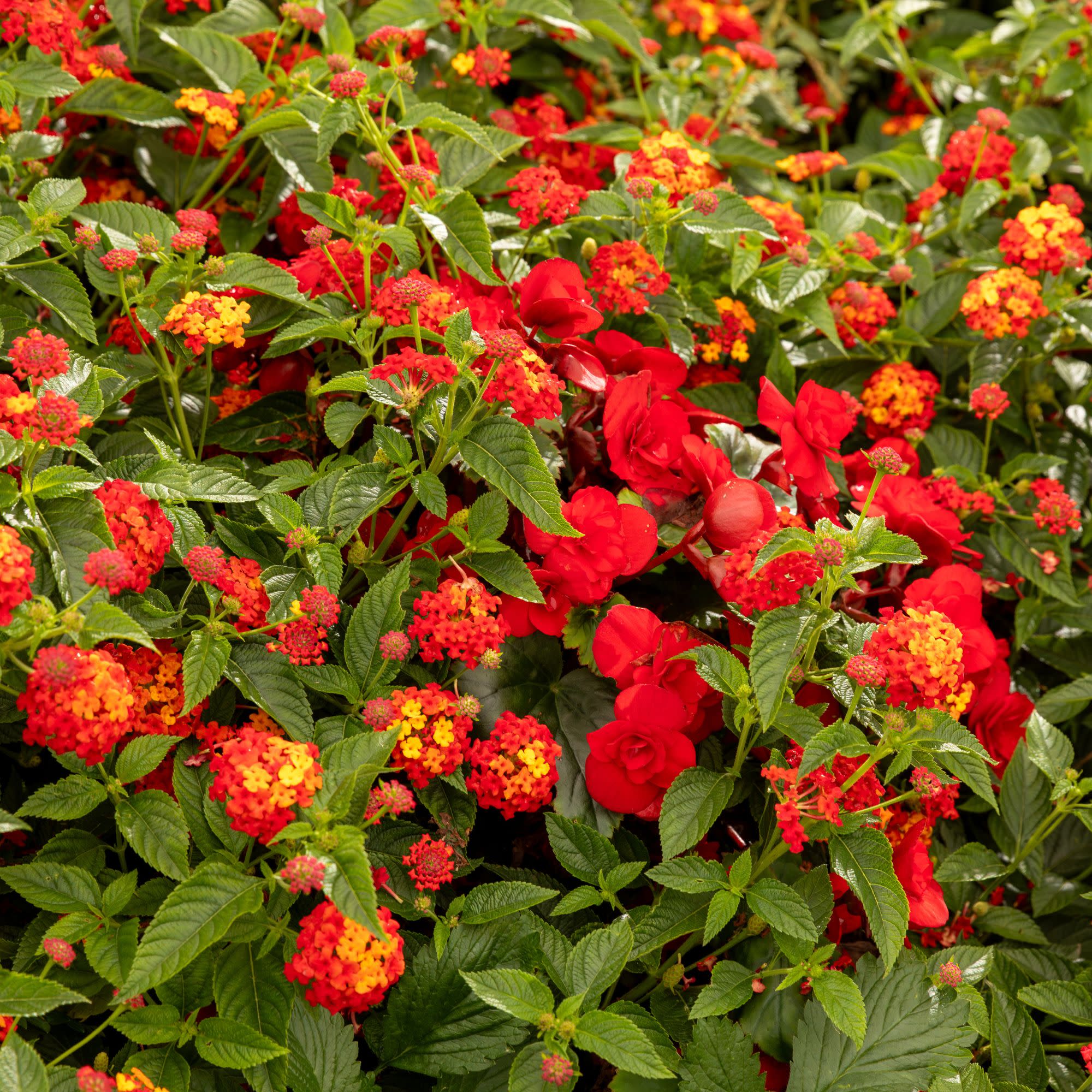 Solenia® Scarlet Rieger Begonia (Begonia x hiemalis) - Image 9