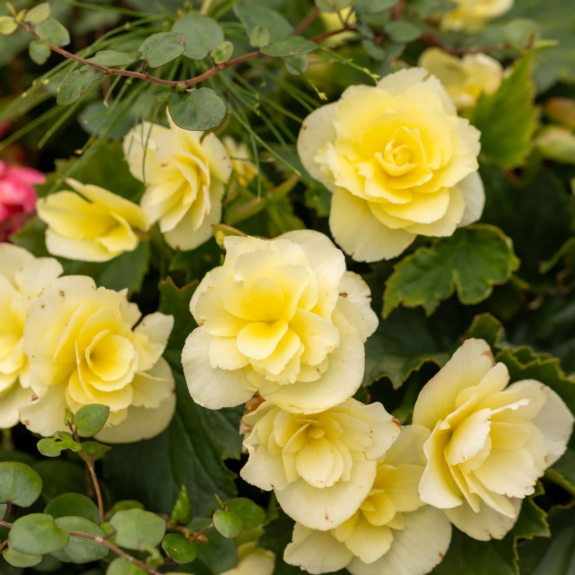 Solenia® Yellow Rieger Begonia (Begonia x hiemalis) - Image 4