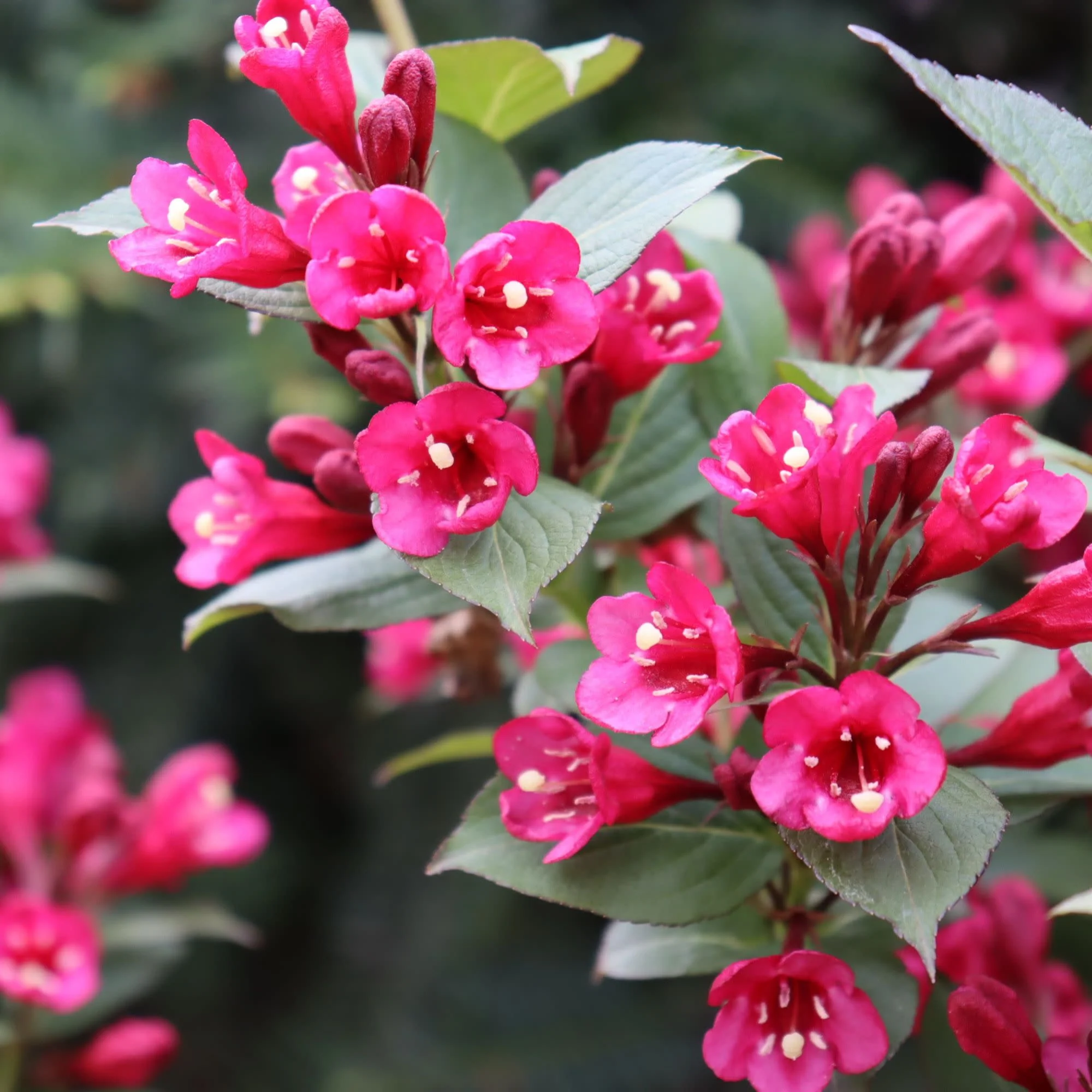 Sonic Bloom® Punch (Weigela florida) - Image 3