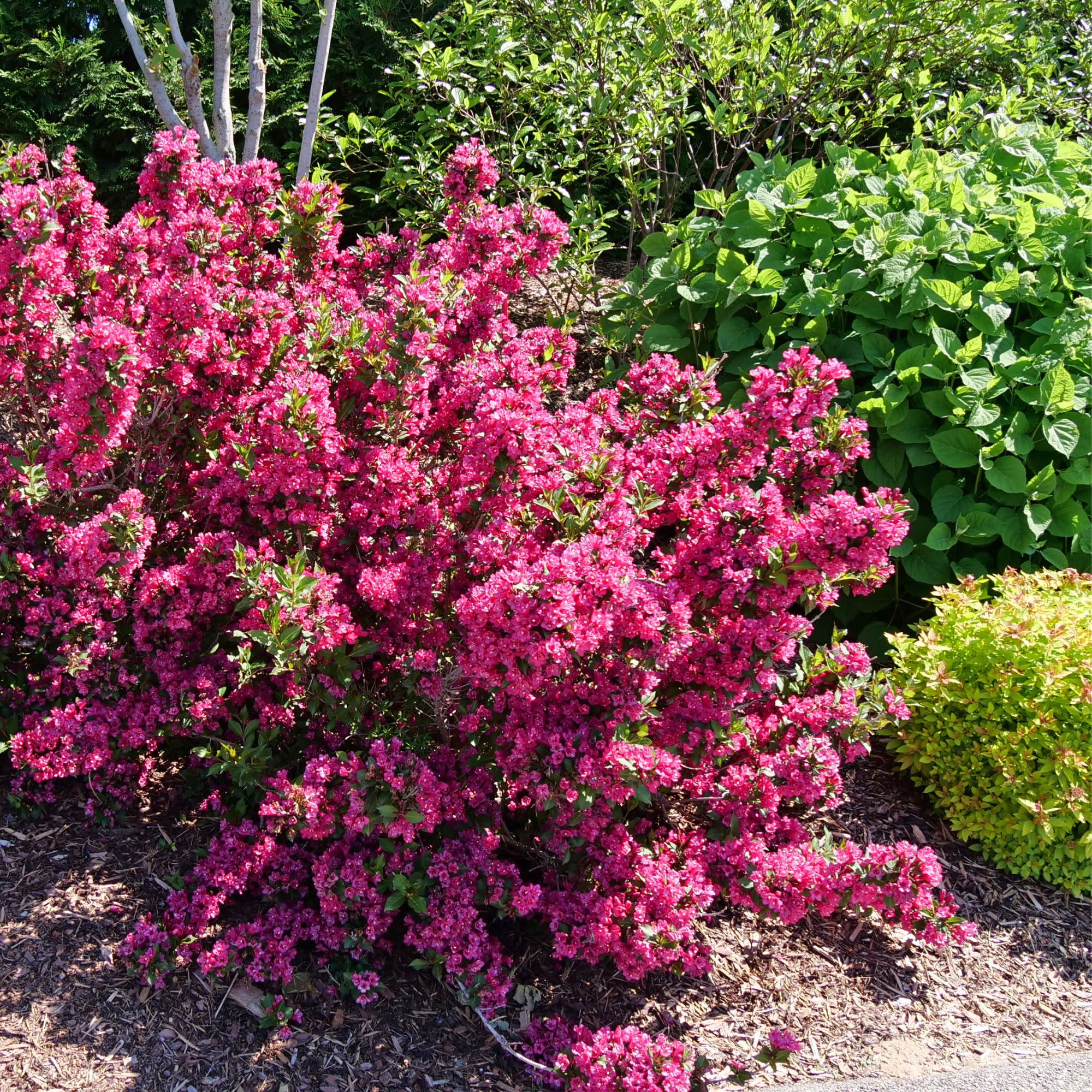 Sonic Bloom® Punch (Weigela florida) - Image 4