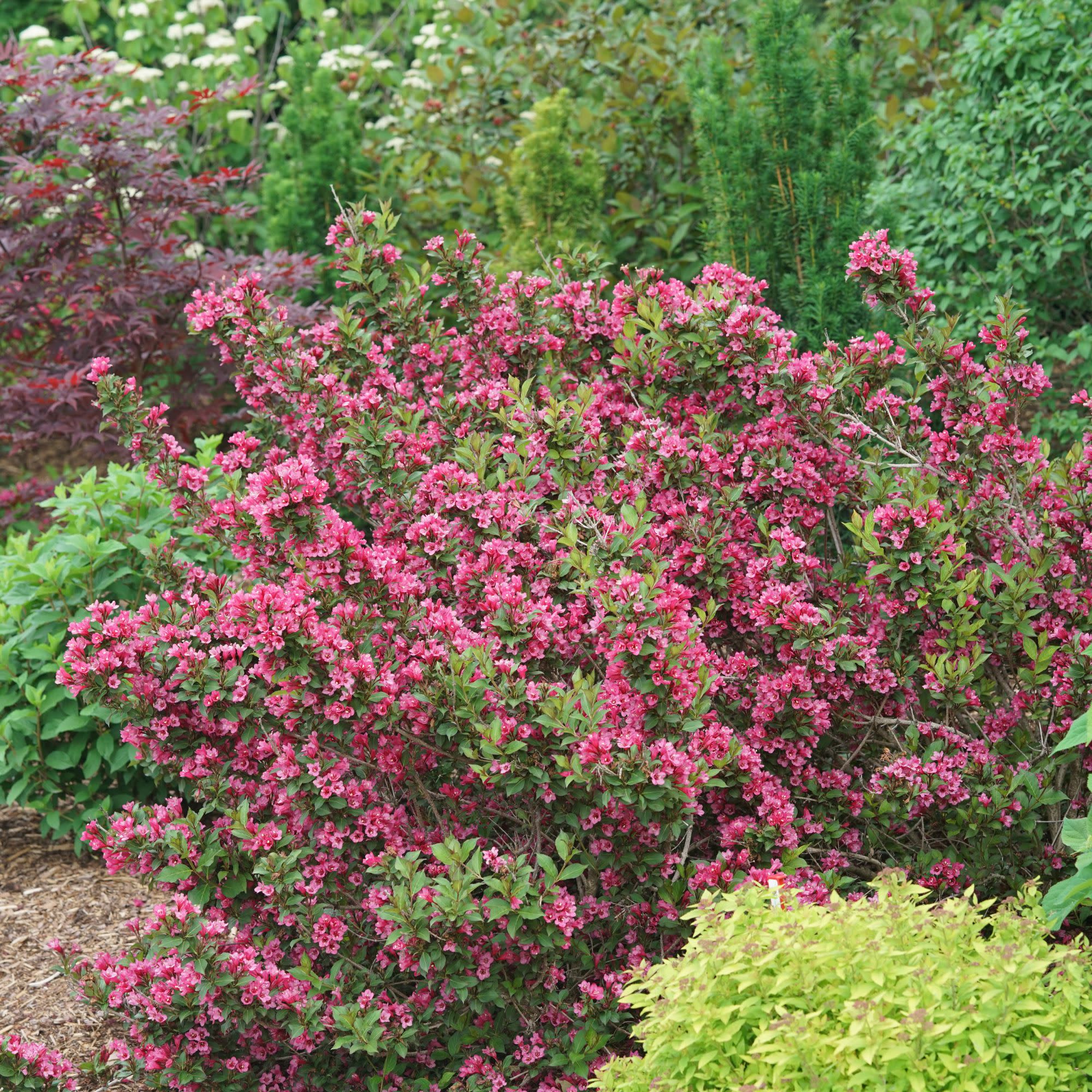Sonic Bloom® Punch (Weigela florida) - Image 5