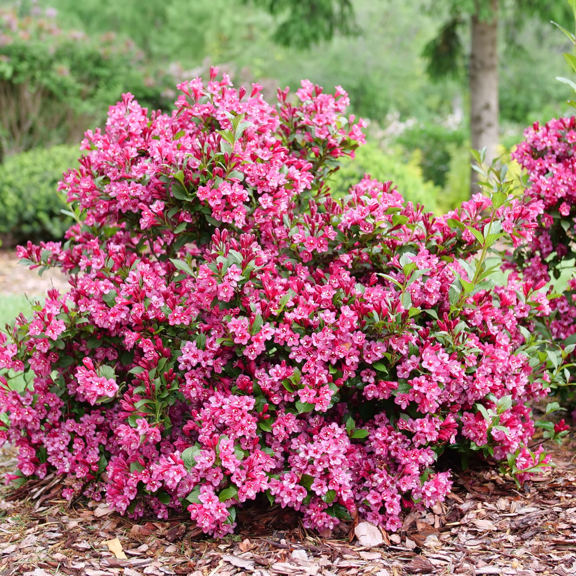 Sonic Bloom® Punch (Weigela florida) - Image 6