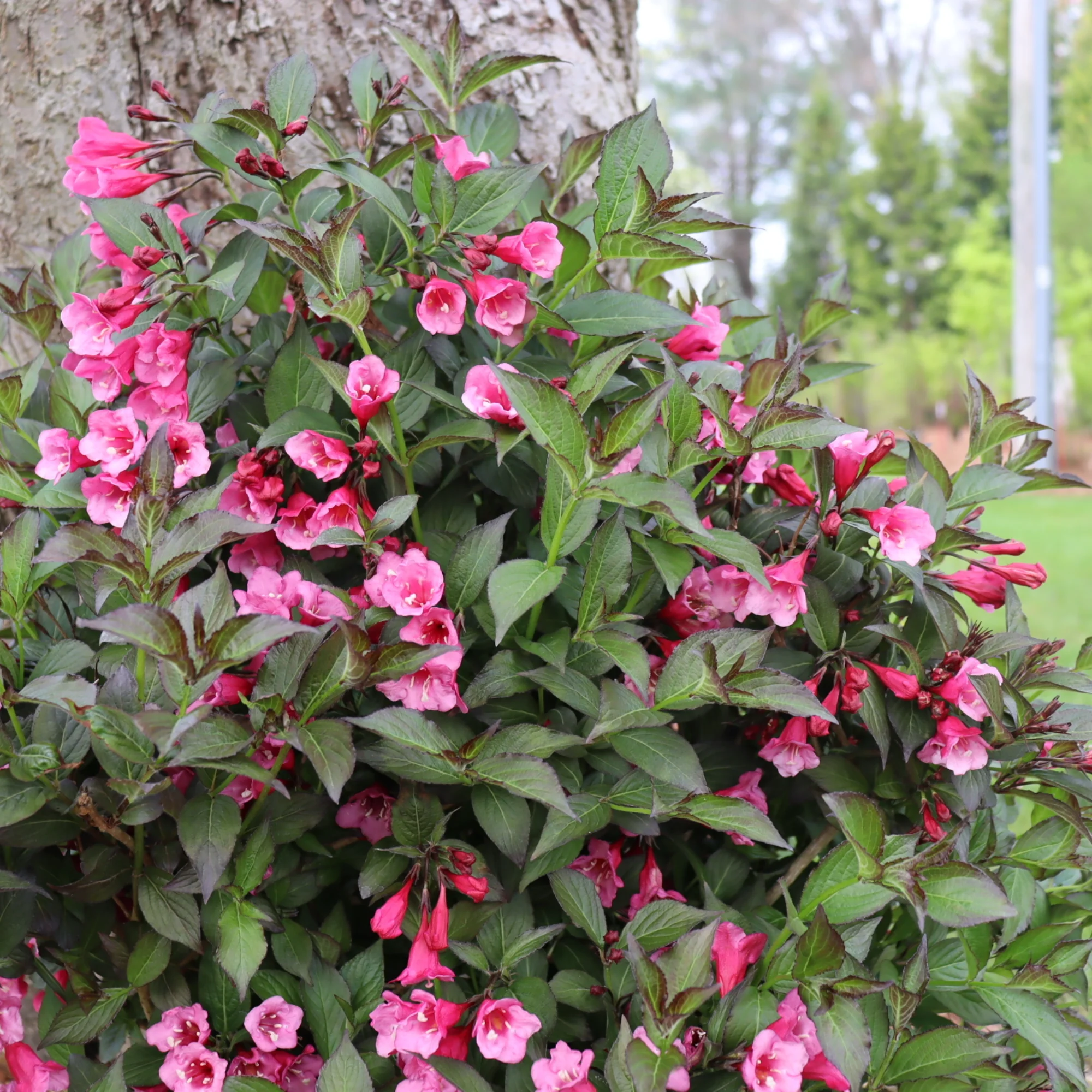 Sonic Bloom® Wine Weigela (florida) - Image 3