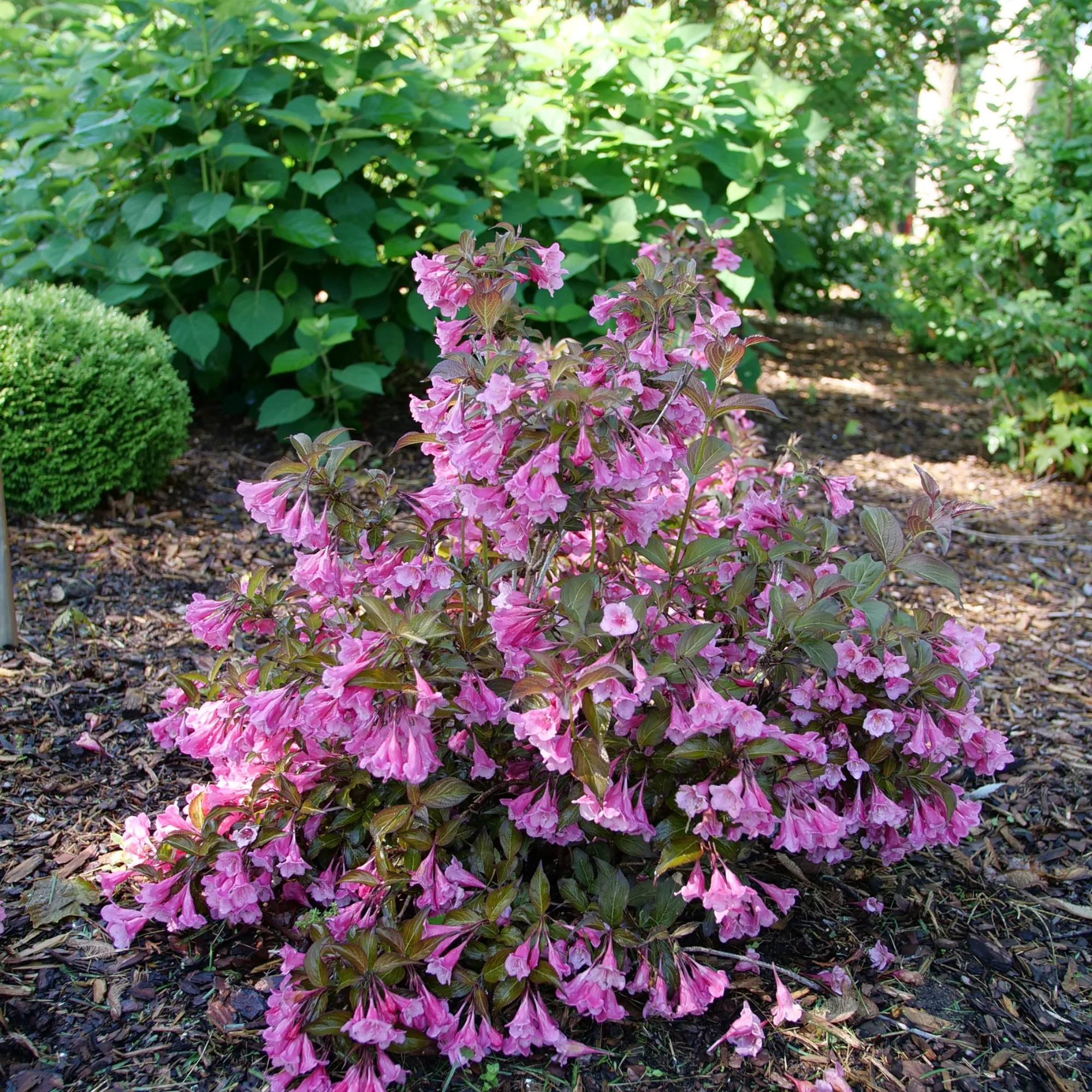 Sonic Bloom® Wine Weigela (florida) - Image 4