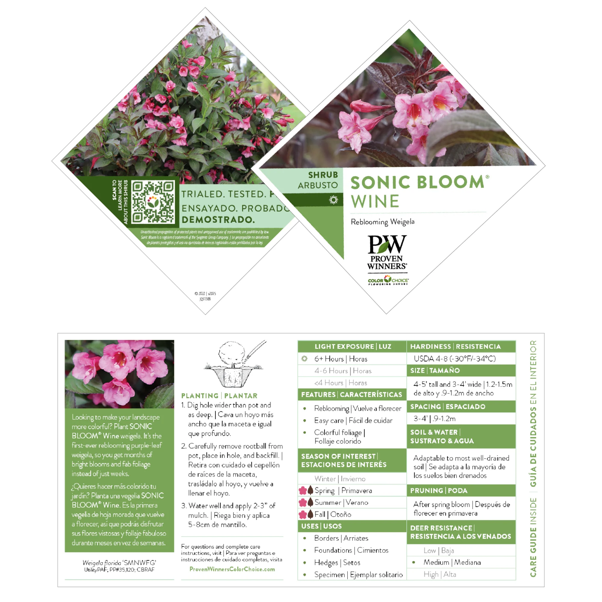 Sonic Bloom® Wine Weigela (florida) - Image 6