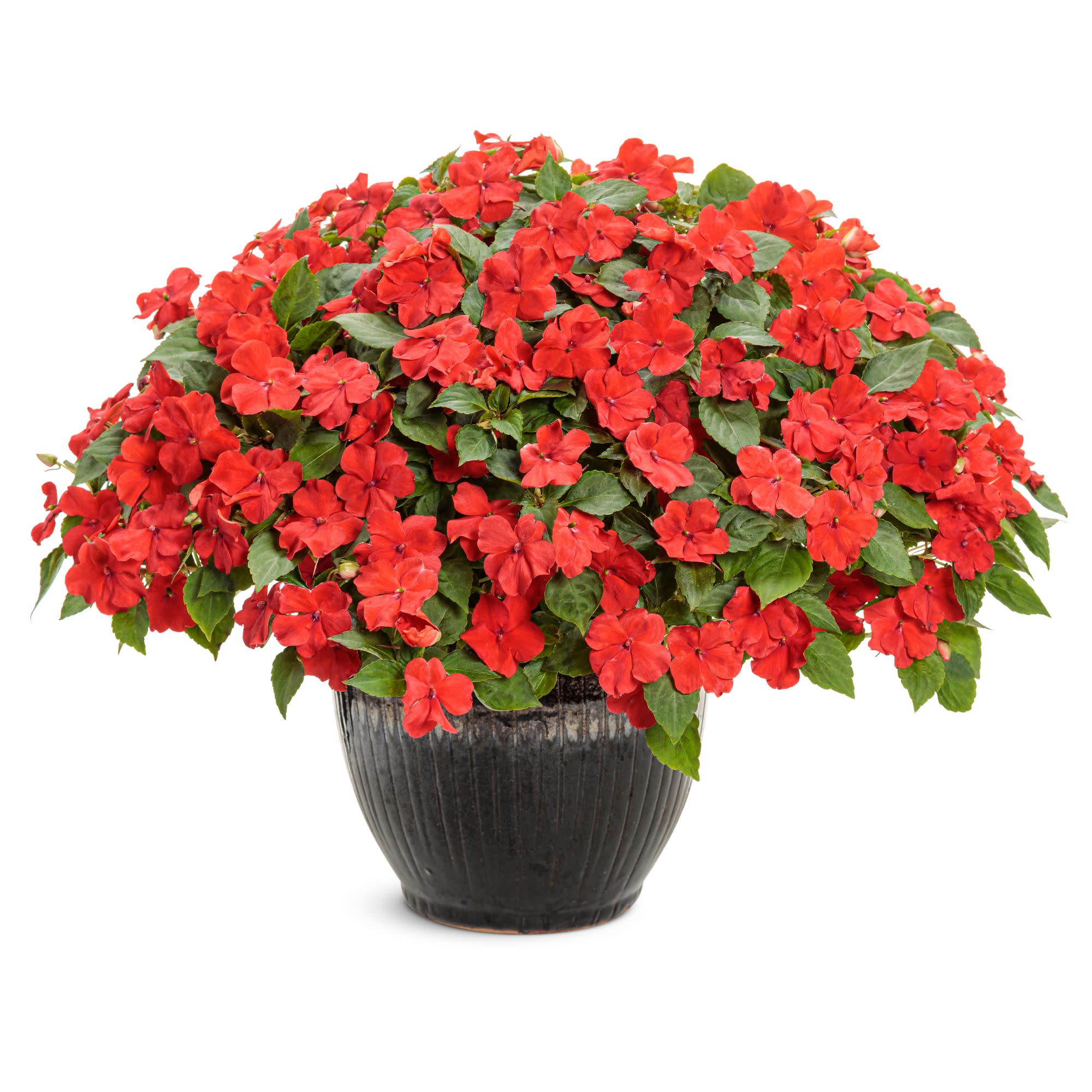 Soprano® Bright Red Bedding Impatiens (walleriana) - Image 4