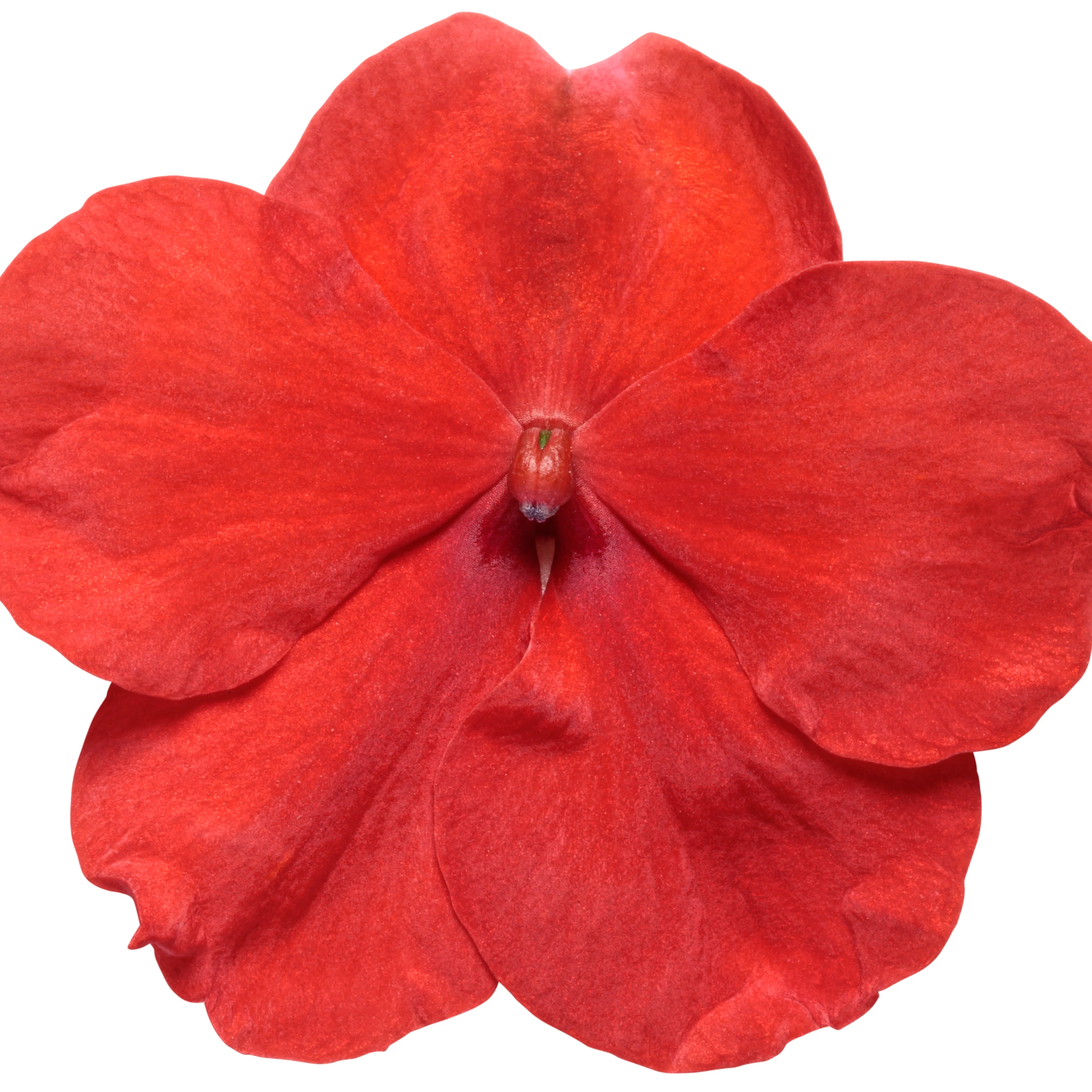 Soprano® Bright Red Bedding Impatiens (walleriana) - Image 5