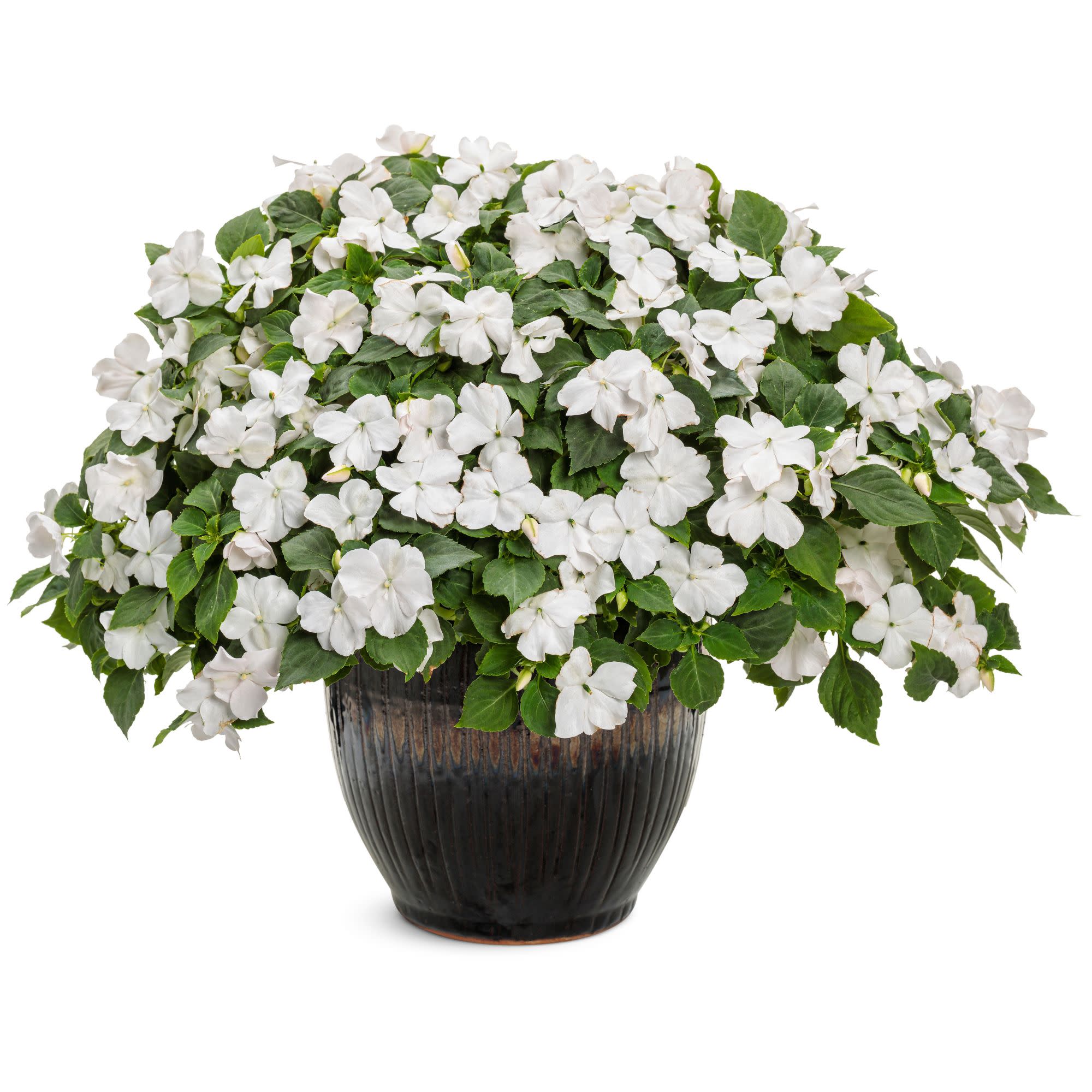 Soprano® White Bedding Impatiens (walleriana) - Image 4