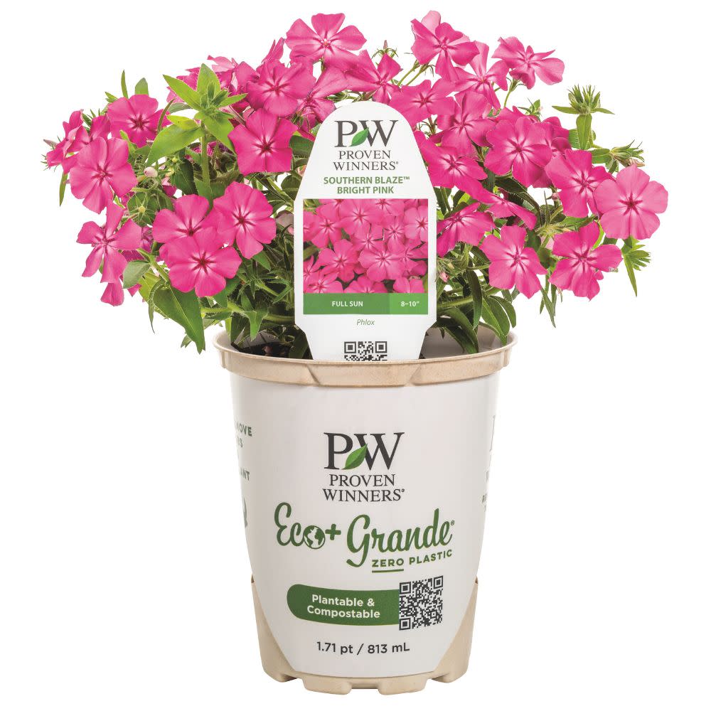 Southern Blaze™ Bright Pink (Phlox drummondii) | Proven Winners® New Variety 2026 - Image 2