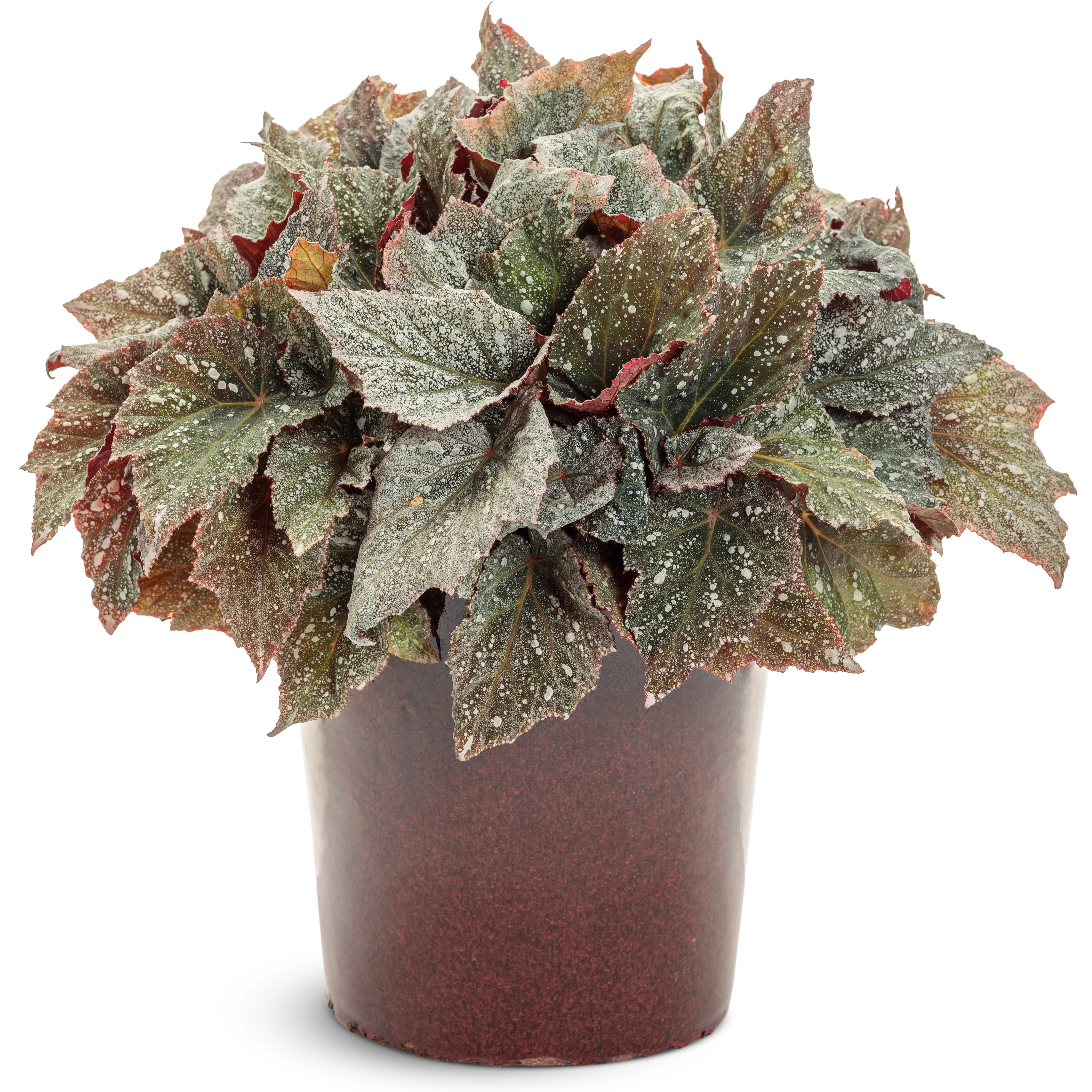 Space Age® Triton™ (Rex begonia) - Image 4